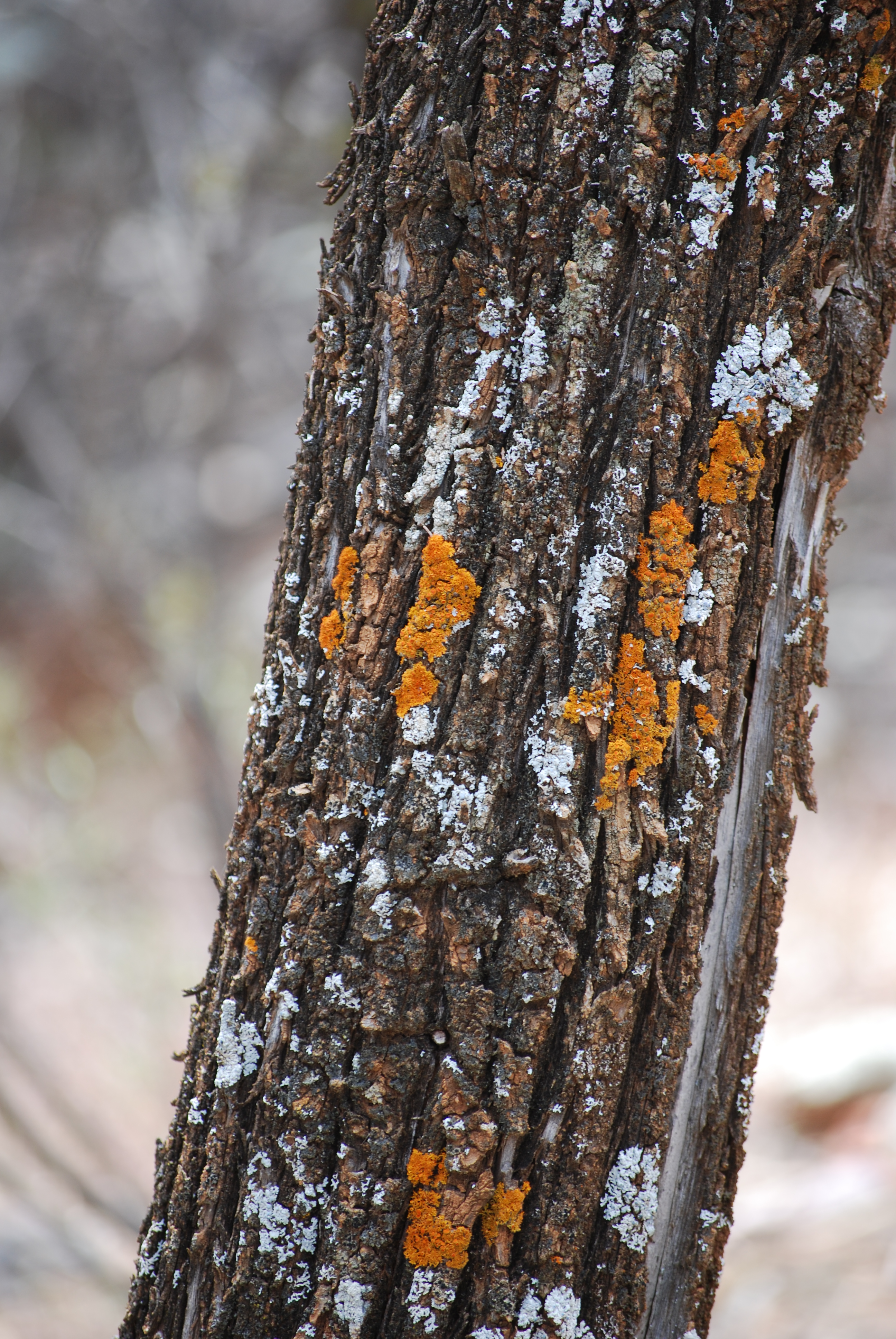 Callitris columellaris bark with lichen