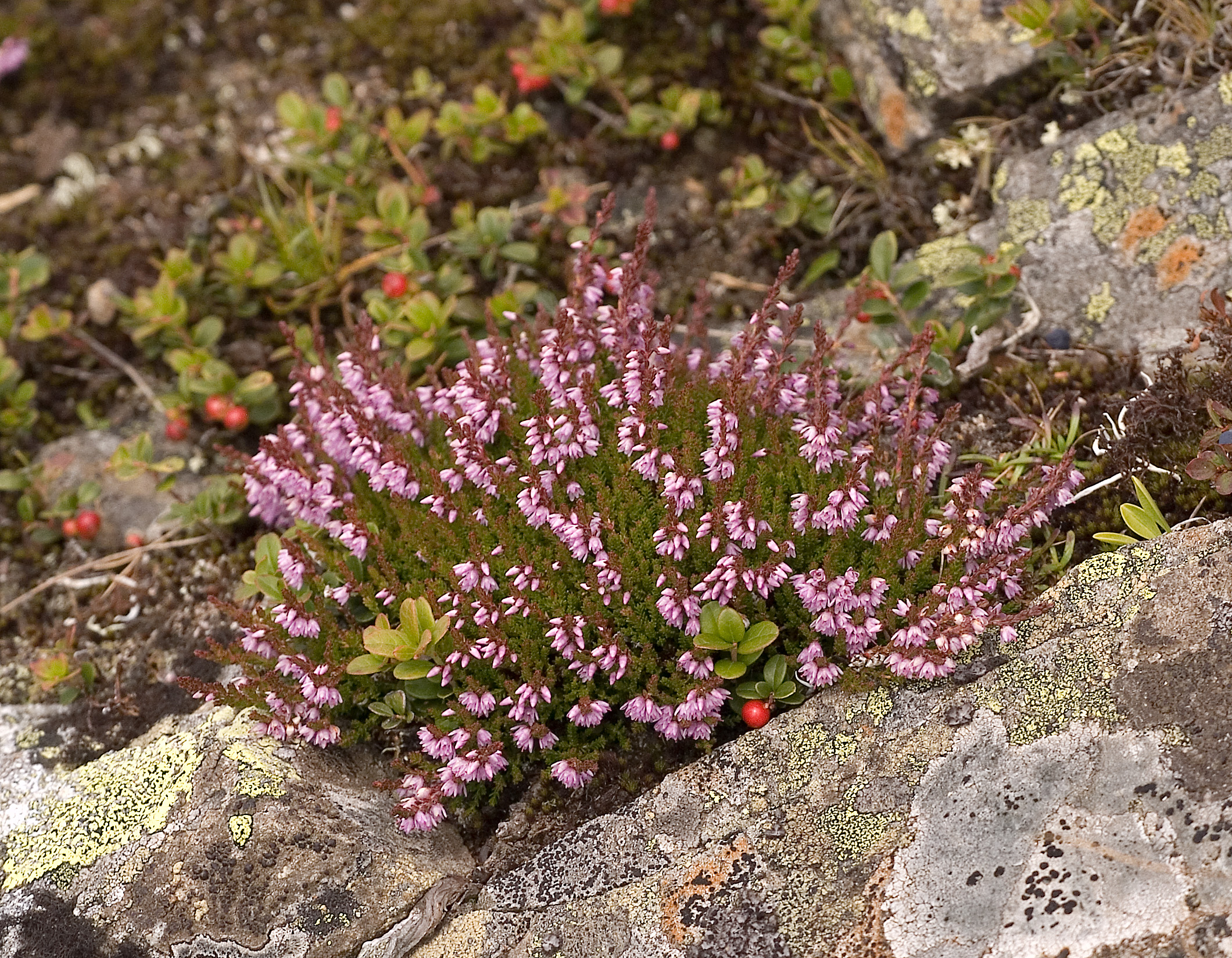Calluna vulgaris11