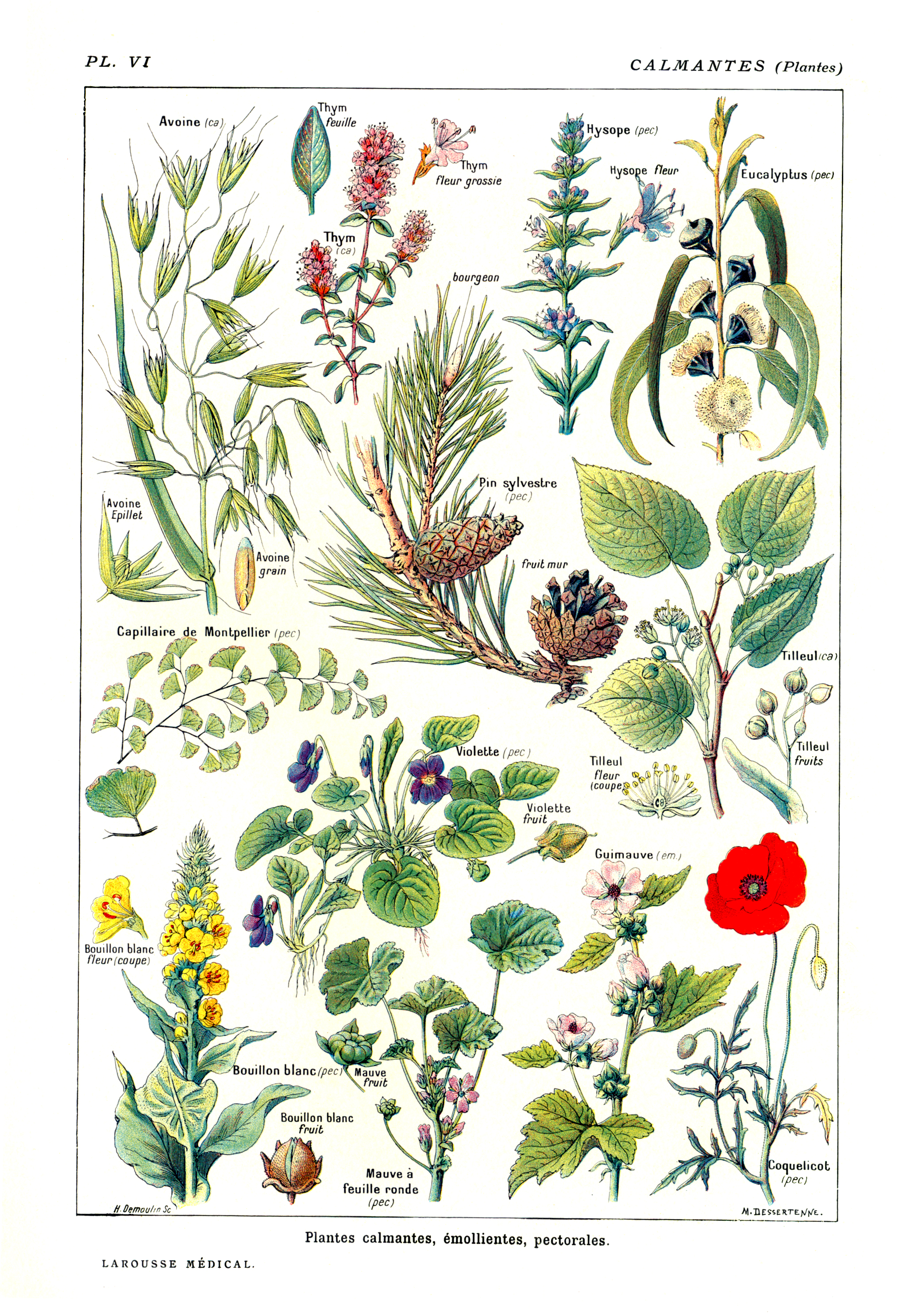 Calmantes-PlantesLarousse19