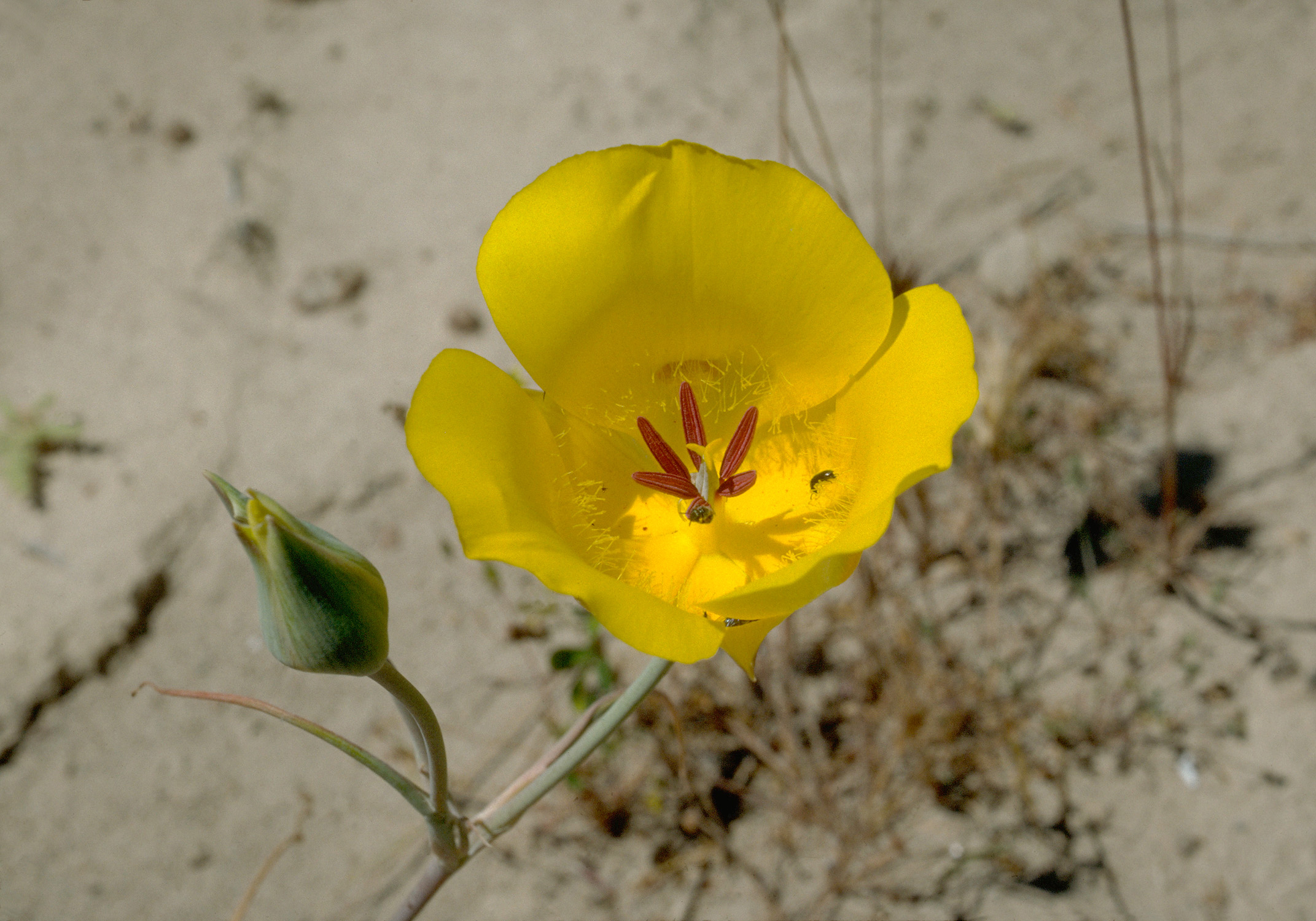 Calochortus clavatus var. clavatus (clubhair mariposa lily) (32976092032)