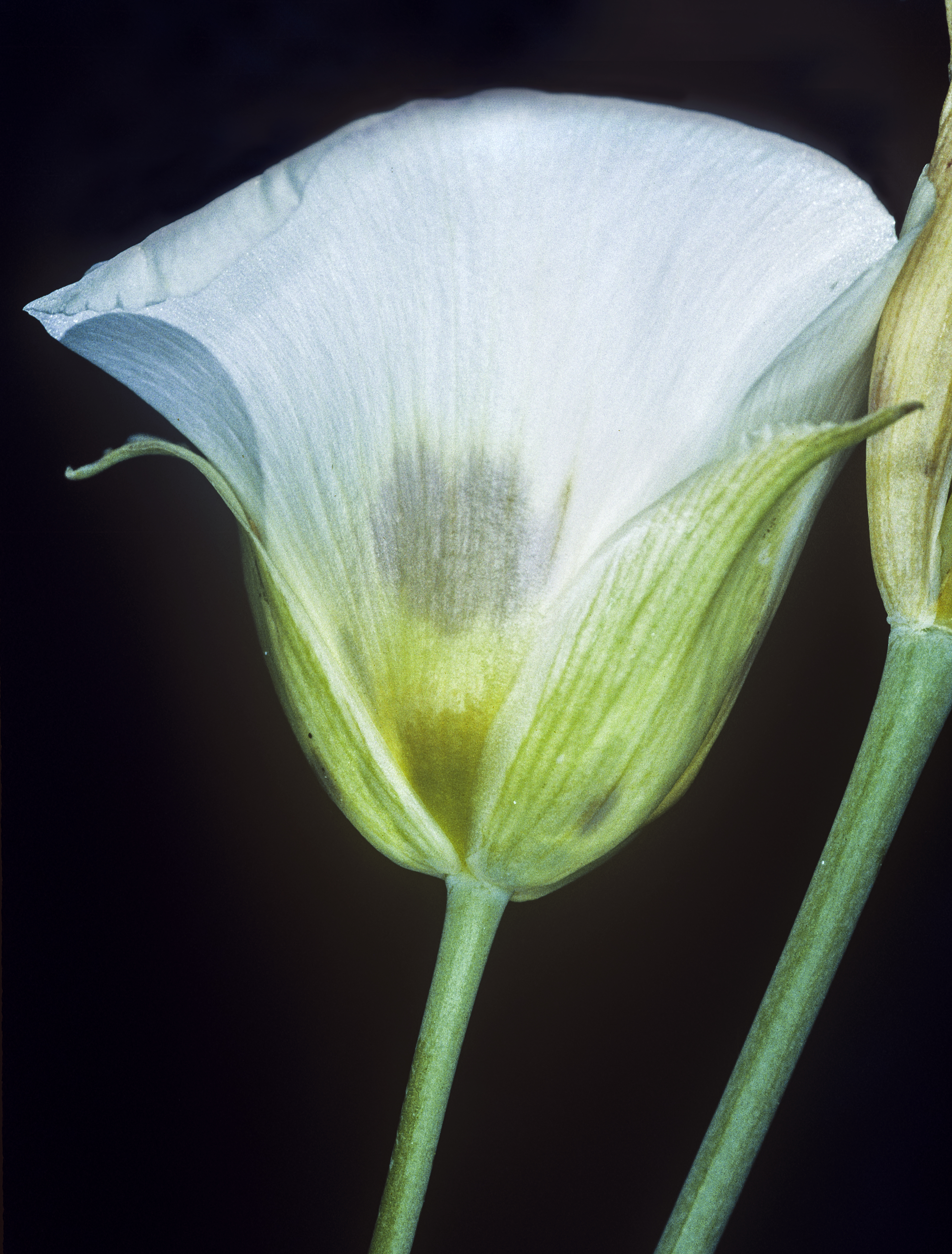 Calochortus syntrophus (Callahan's mariposa lily) (33492931255)