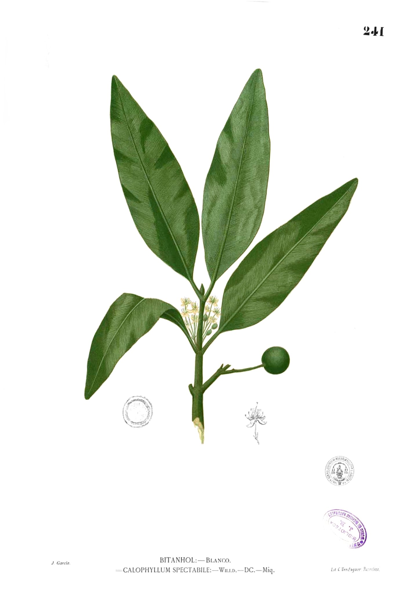 Calophyllum soulattri Blanco2.241