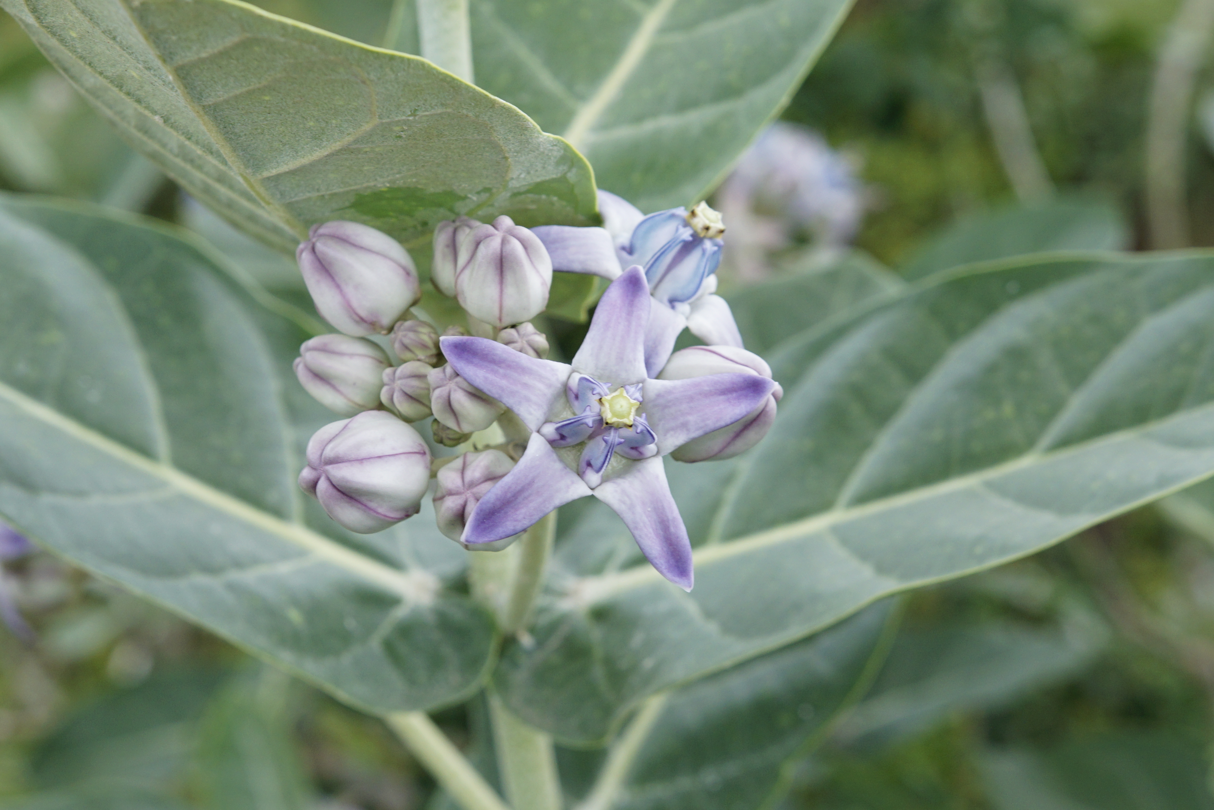 Calotropis gigantea 3020