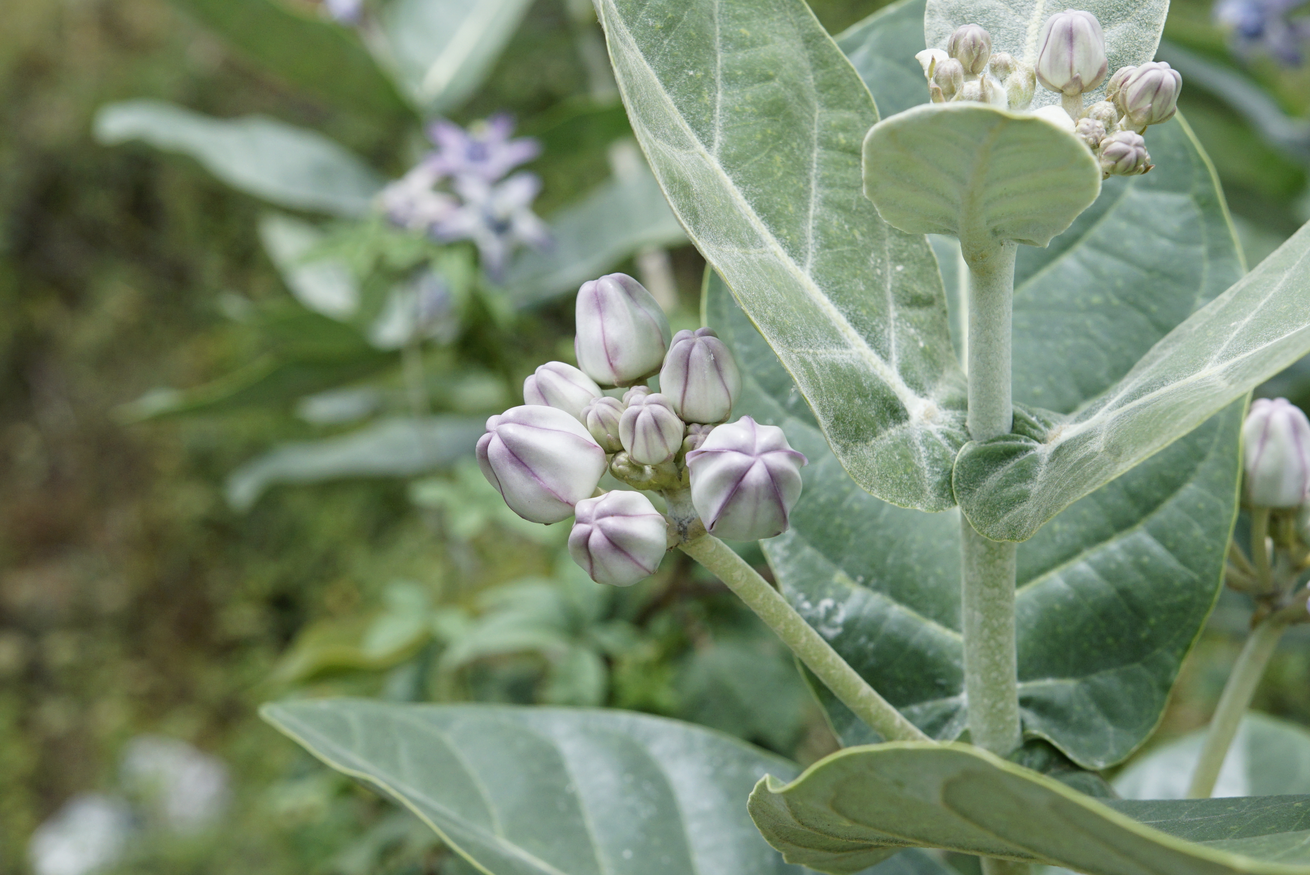 Calotropis gigantea 3116