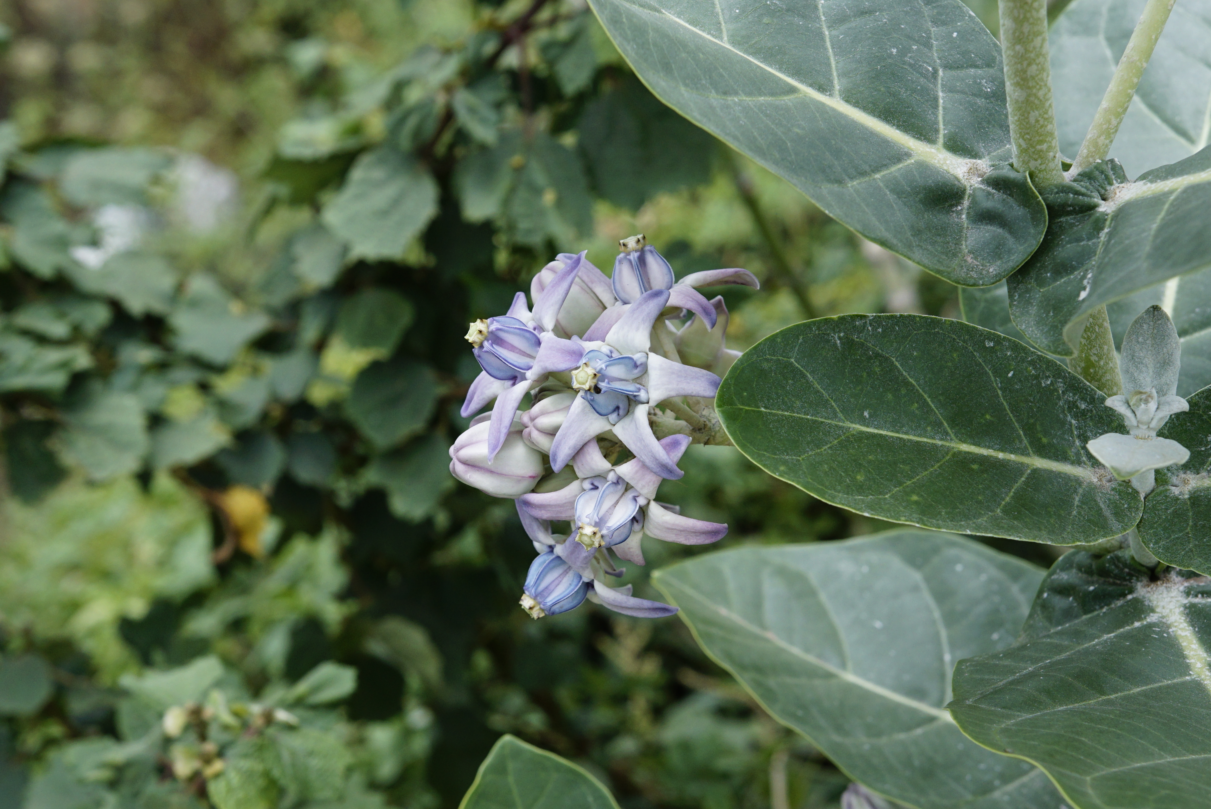 Calotropis gigantea 3117