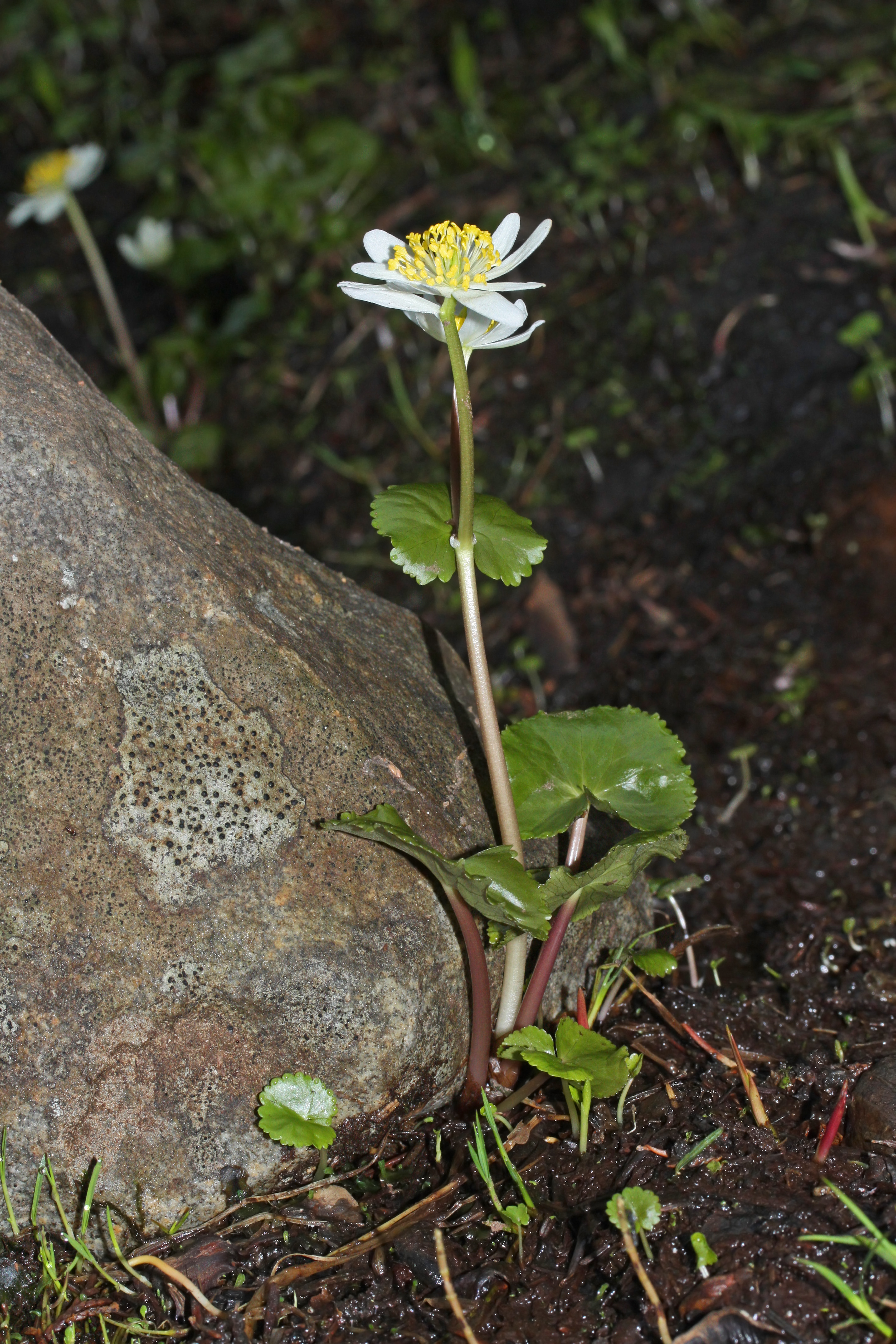 Caltha leptosepala 9051