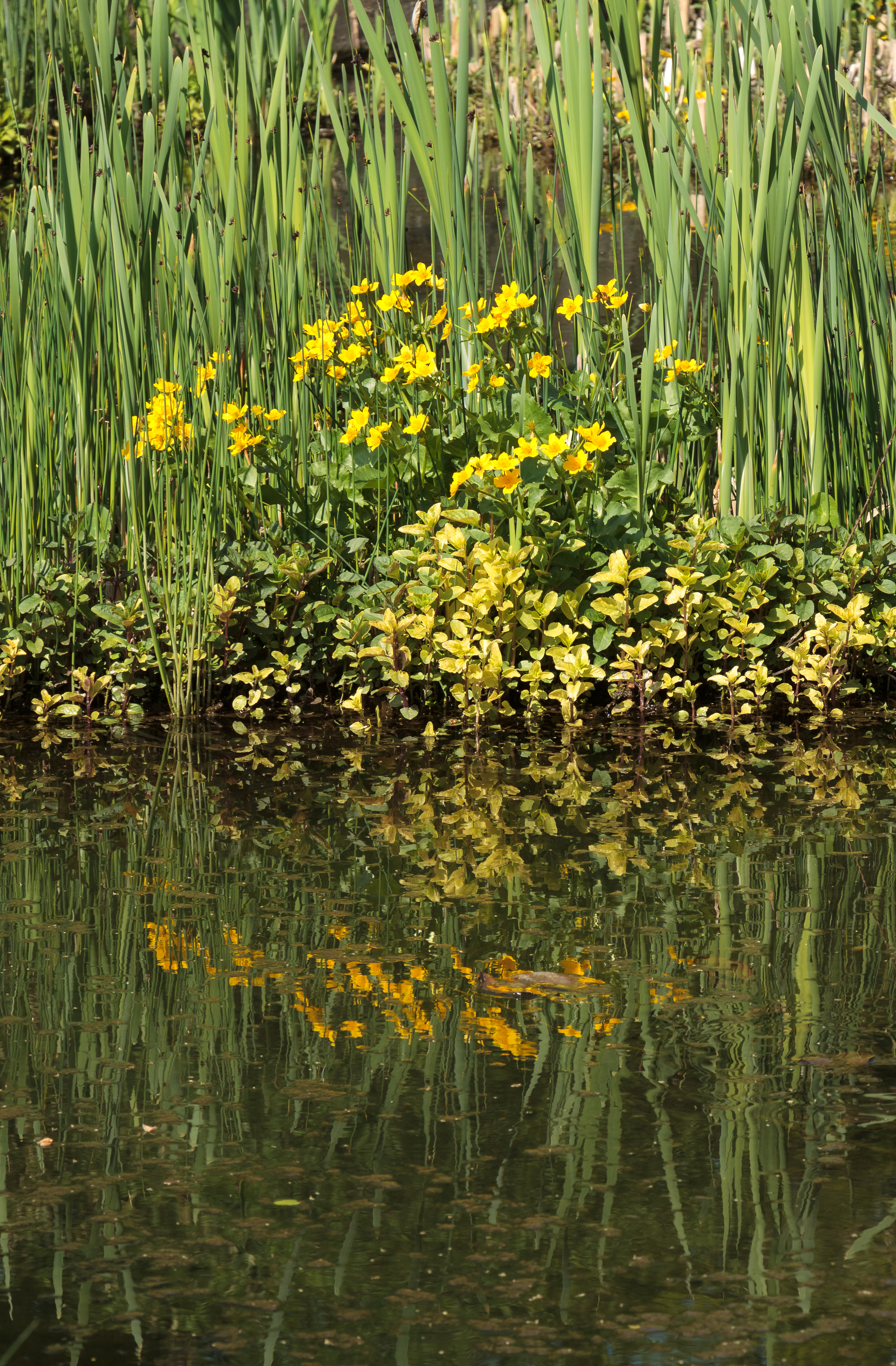 Caltha palustris - Heidelberg