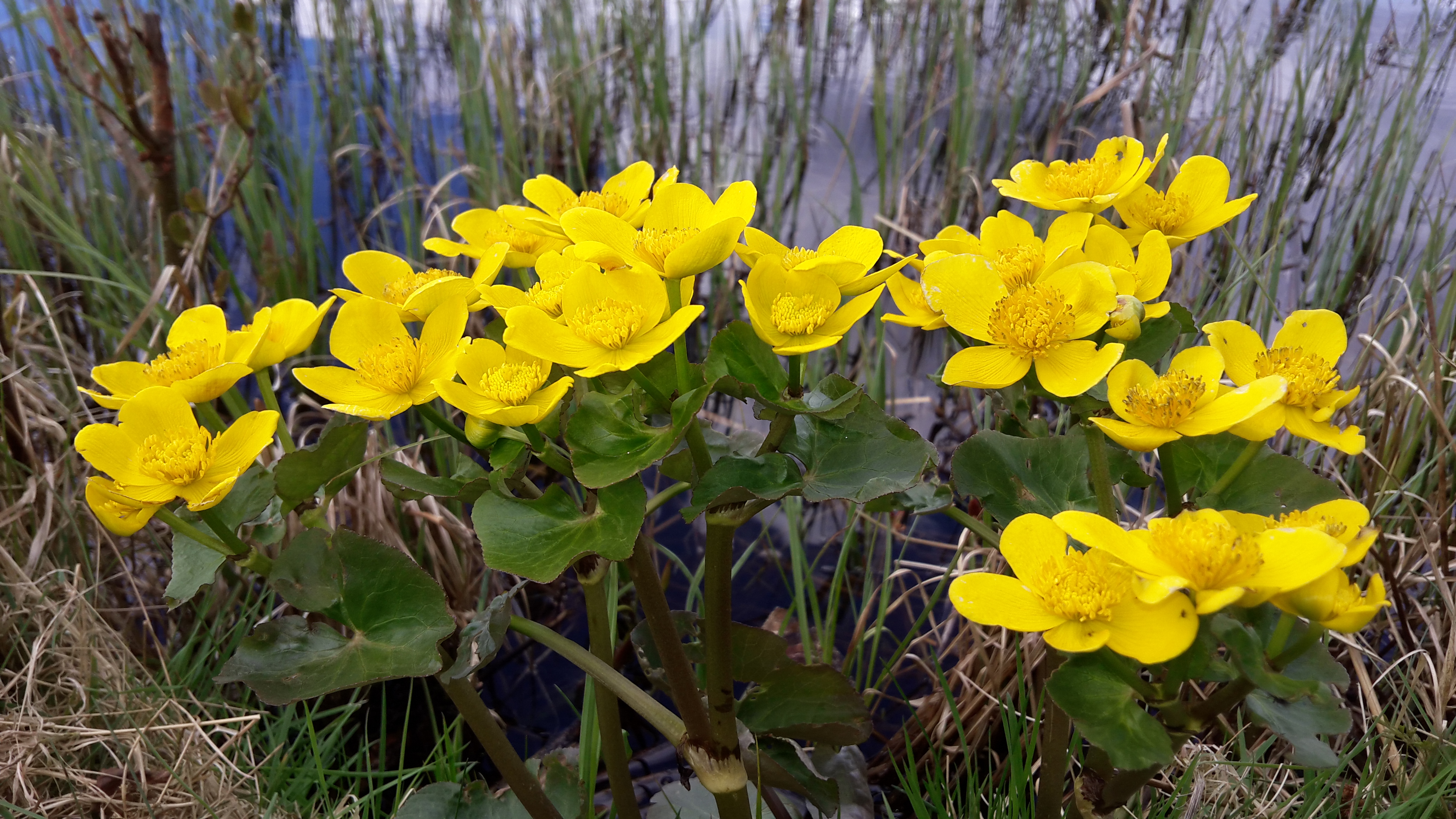 Caltha palustris 010