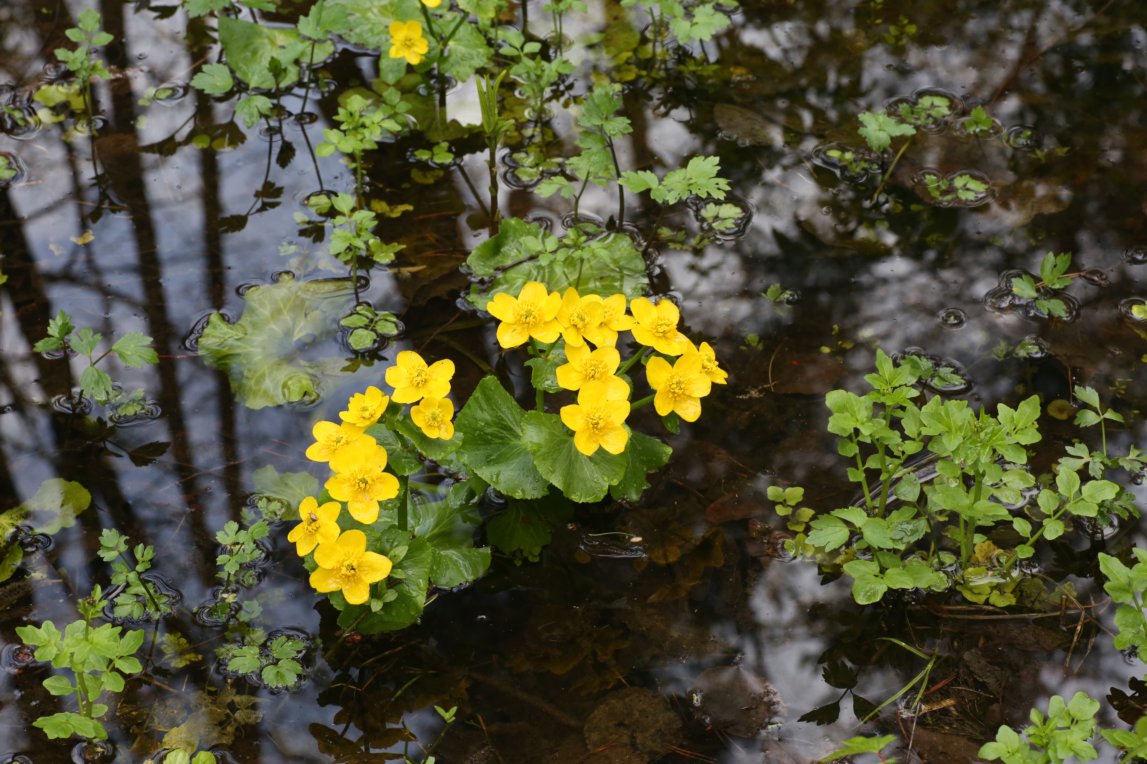 Caltha palustris (Ranunculaceae) (26971019251)