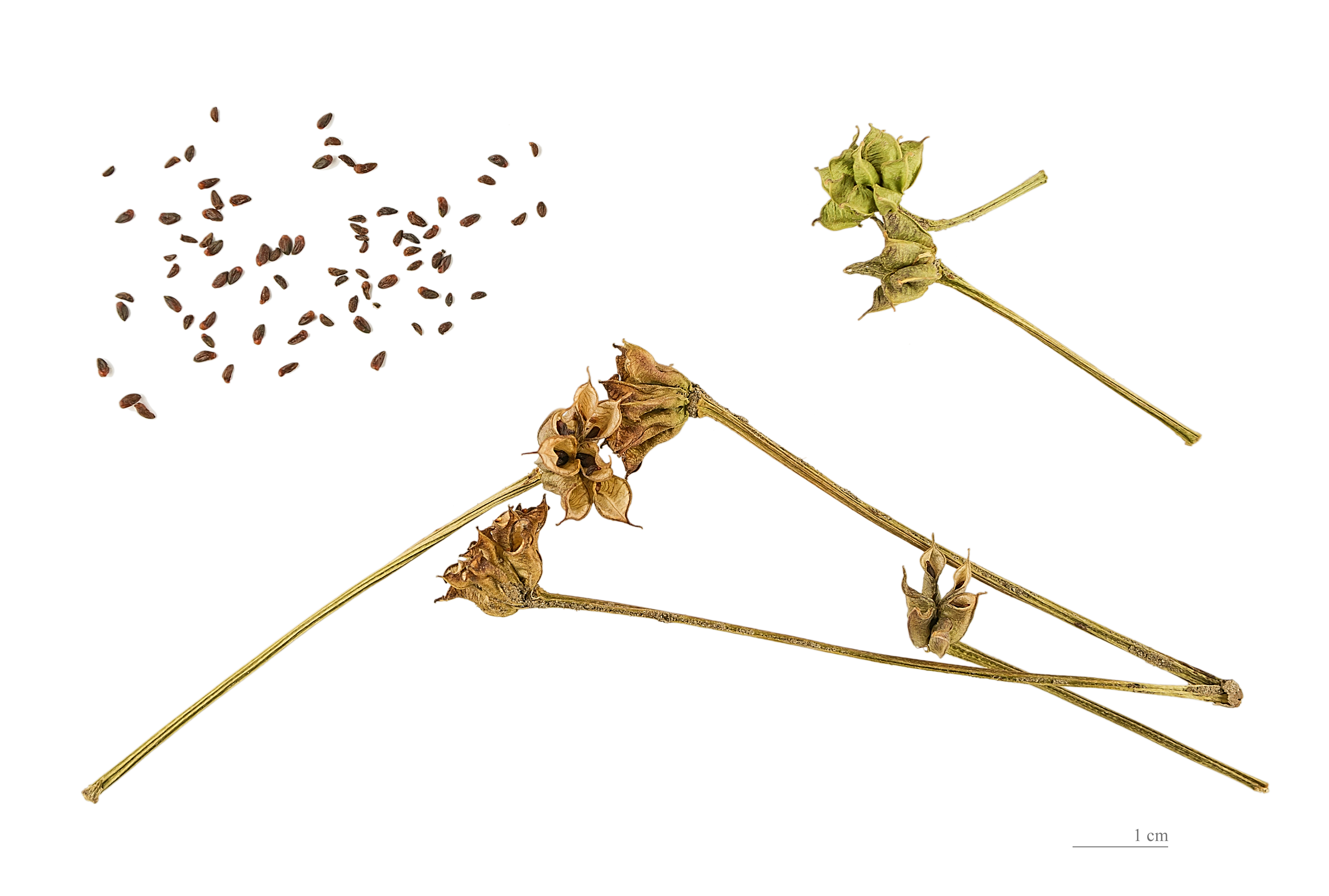 Caltha palustris MHNT.BOT.2005.0.967