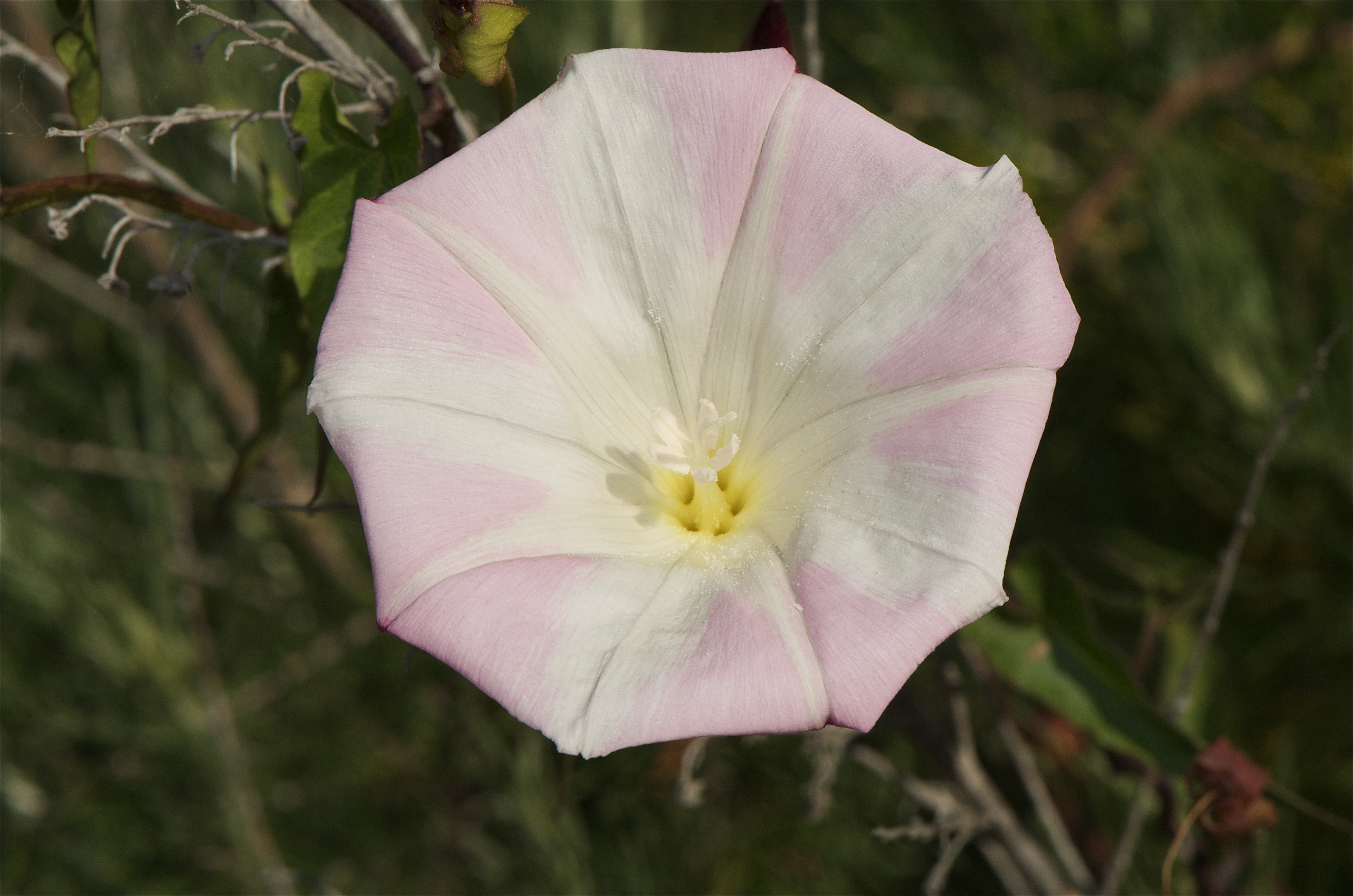 Calystegia macrostegia (1)