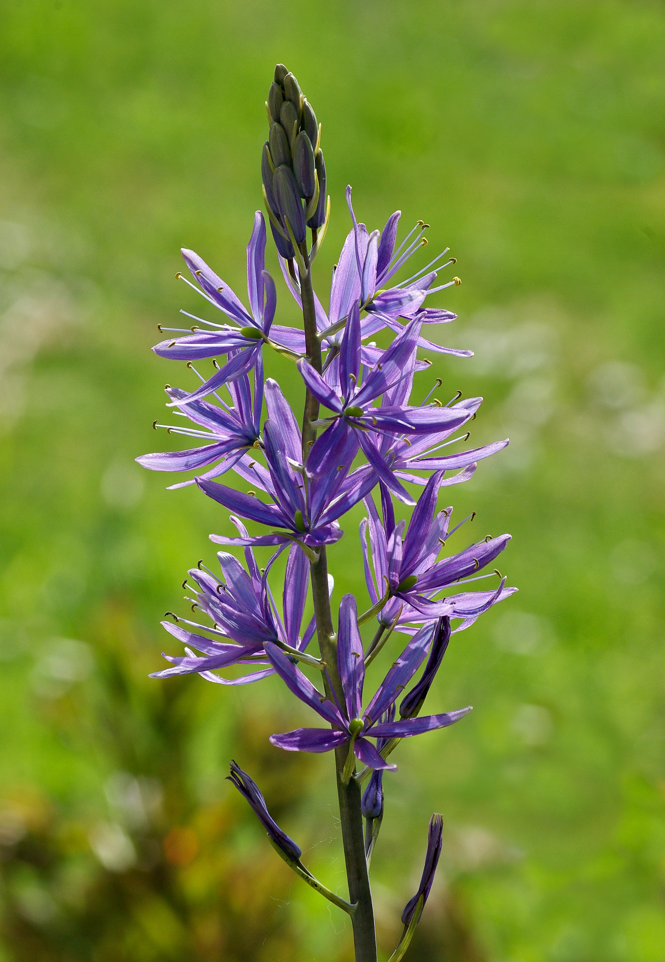 Camassia cusickii 2 FR 2013