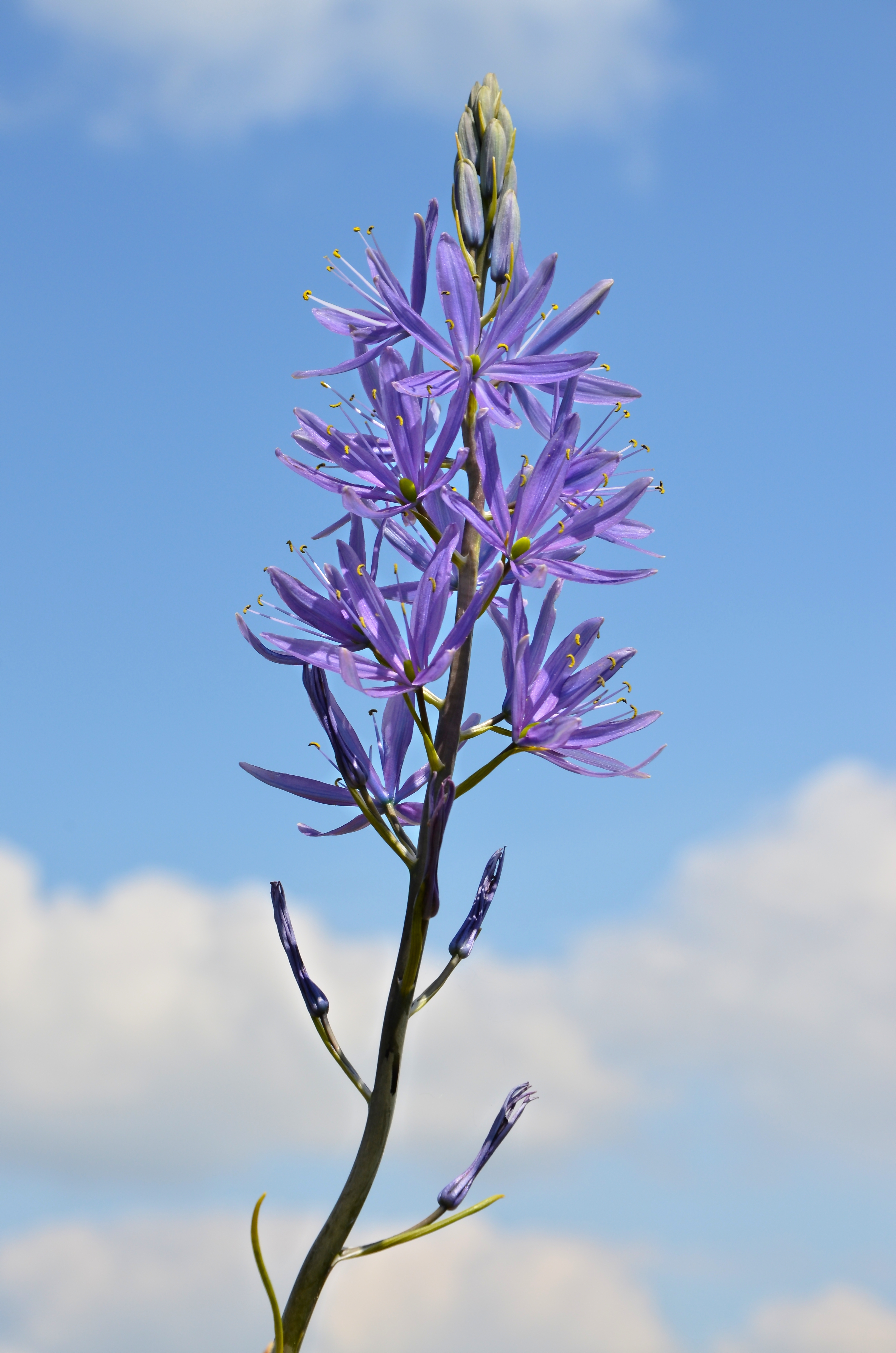 Camassia FR 2013