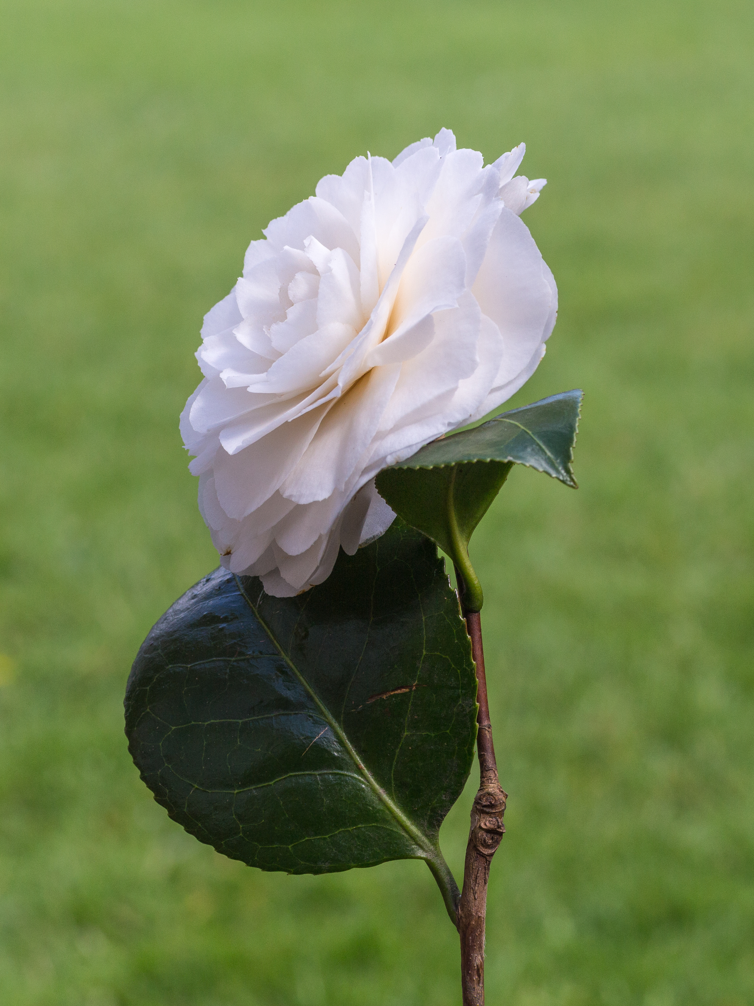 Camellia × williamsii 'Jury's Yellow'. Locatie, Tuinreservaat Jonker vallei 01