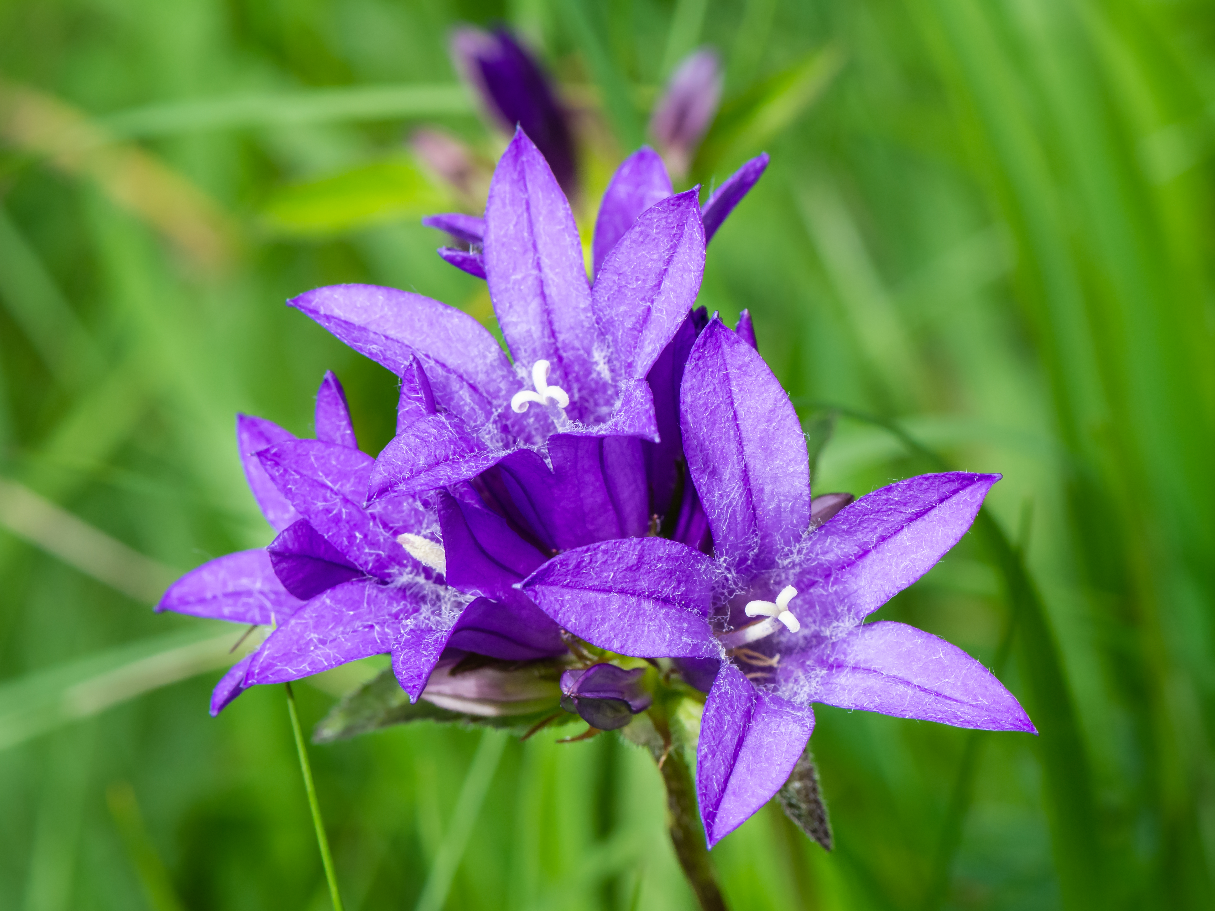 Campanula glomerata Mitterbach 01