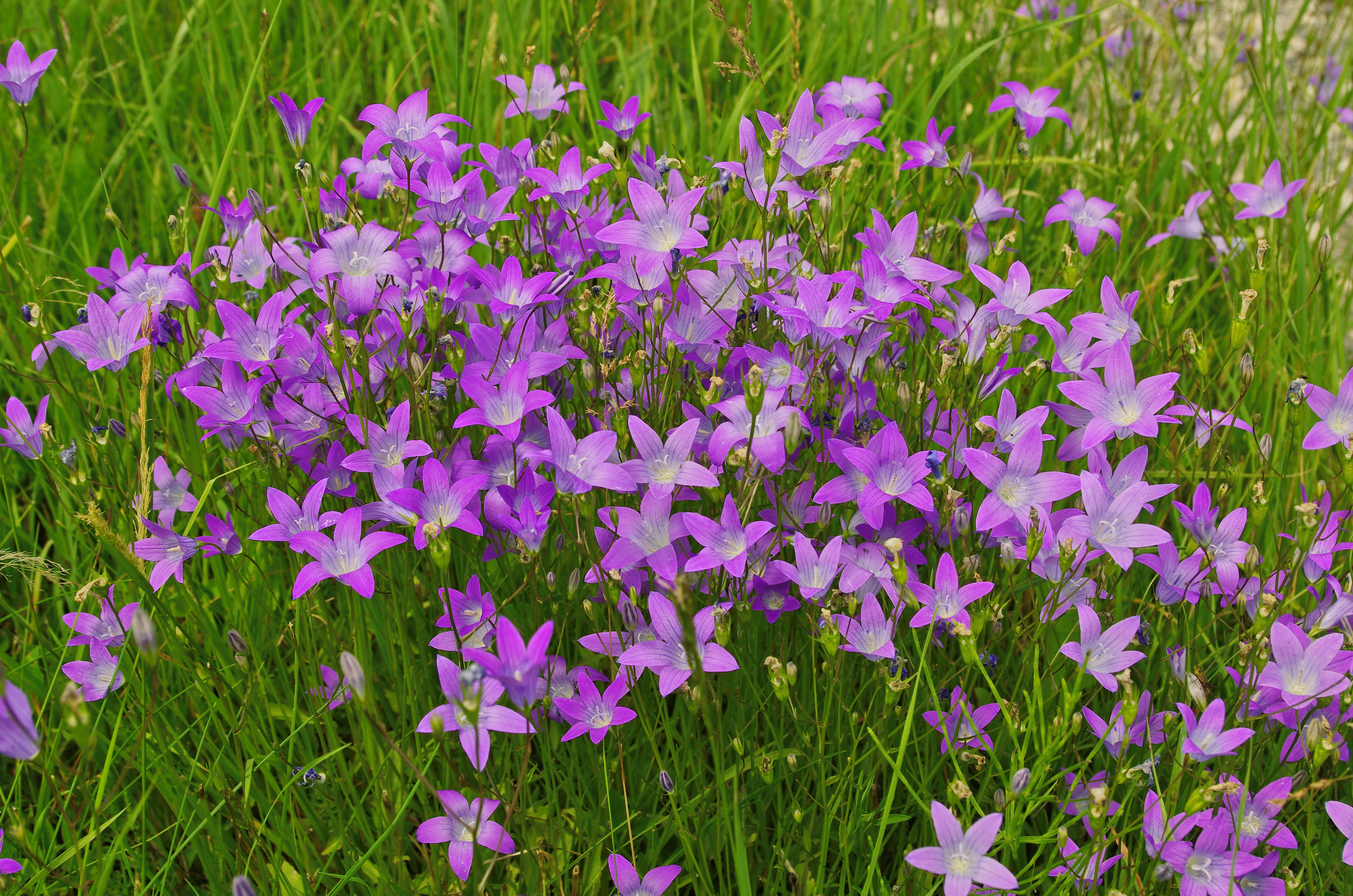 Campanula patula near Schöchleins 2012
