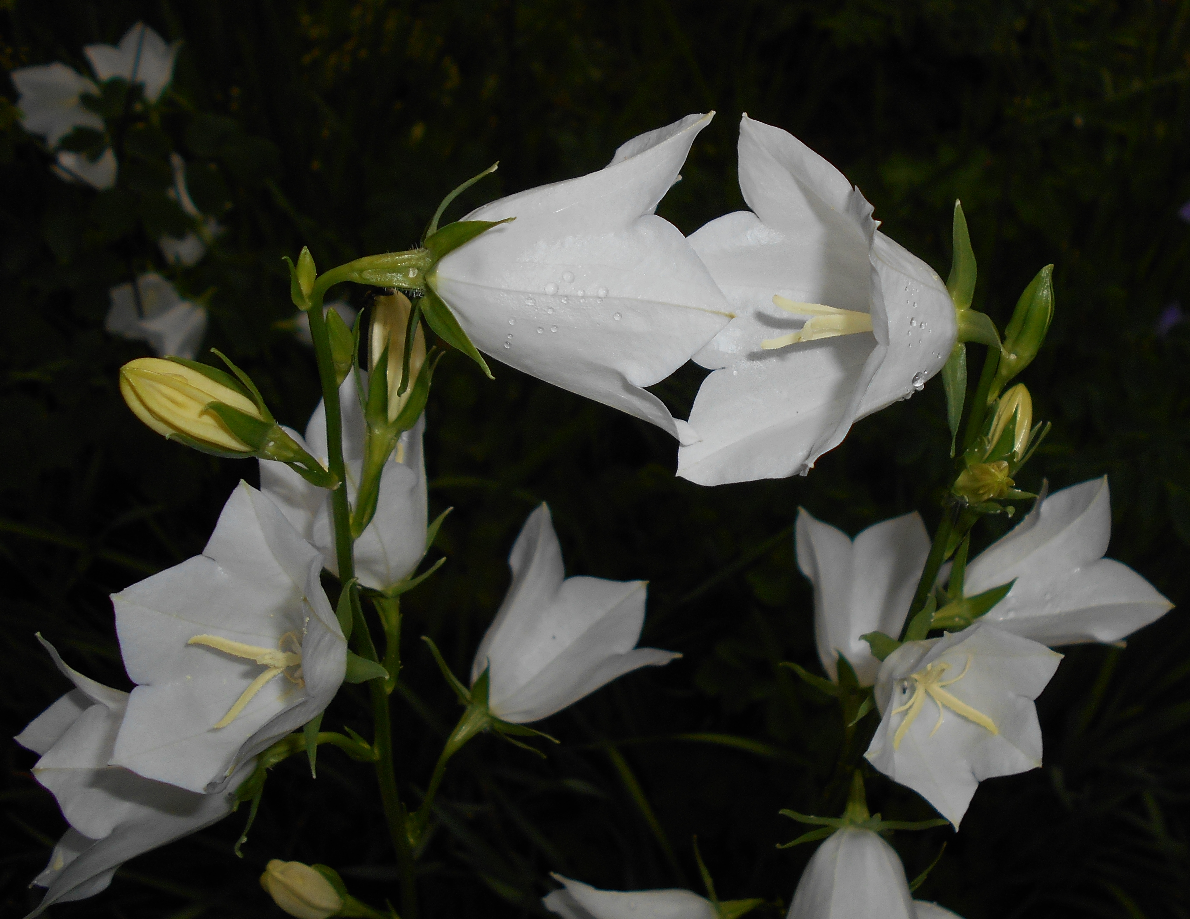 Campanula persicifolia 2015-06-20 3402