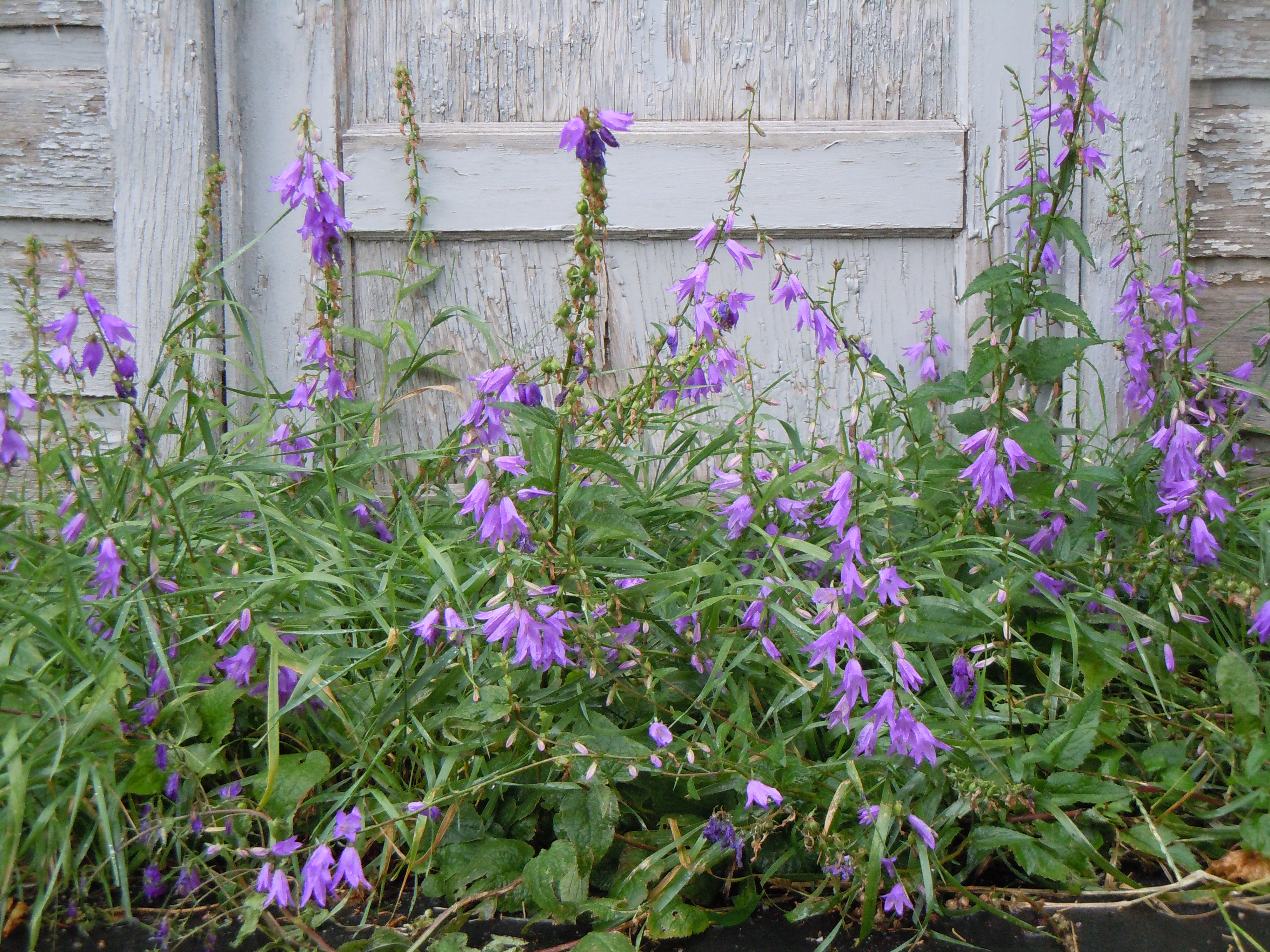 Campanula rapunculoides (4996749701)