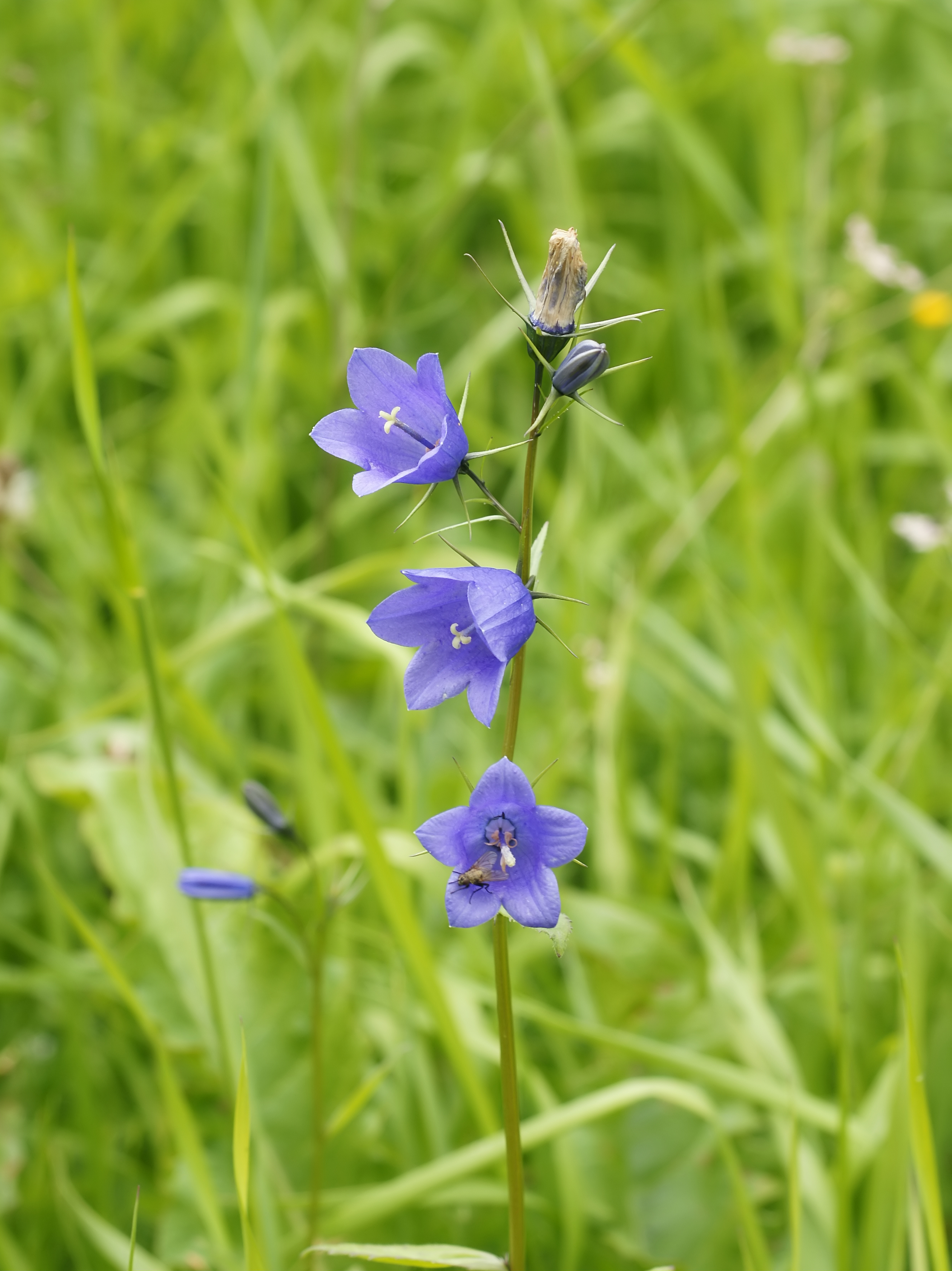 Campanula rotundifolia (plant)