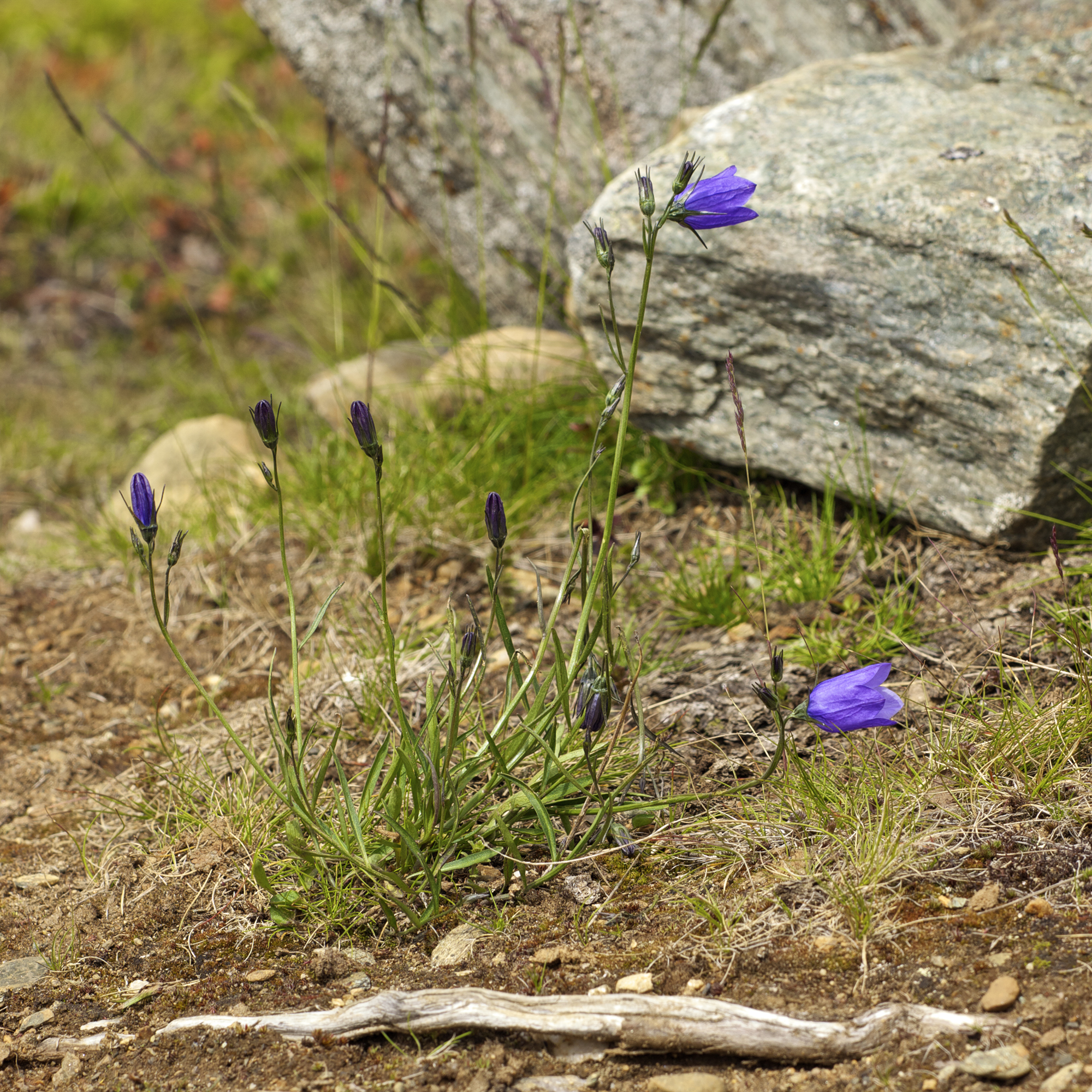 Campanula rotundifolia LC0321