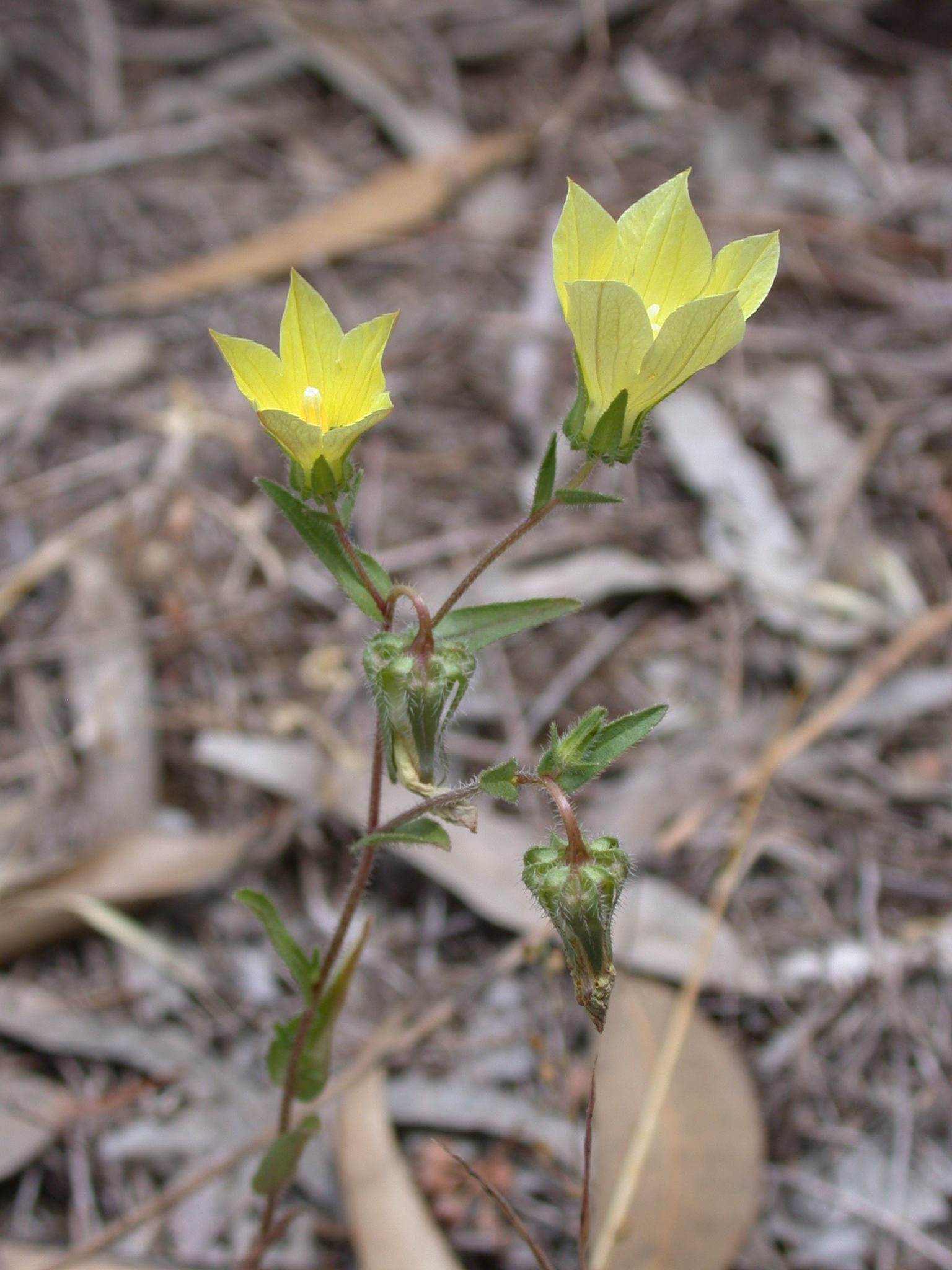 Campanula sulphurea 1