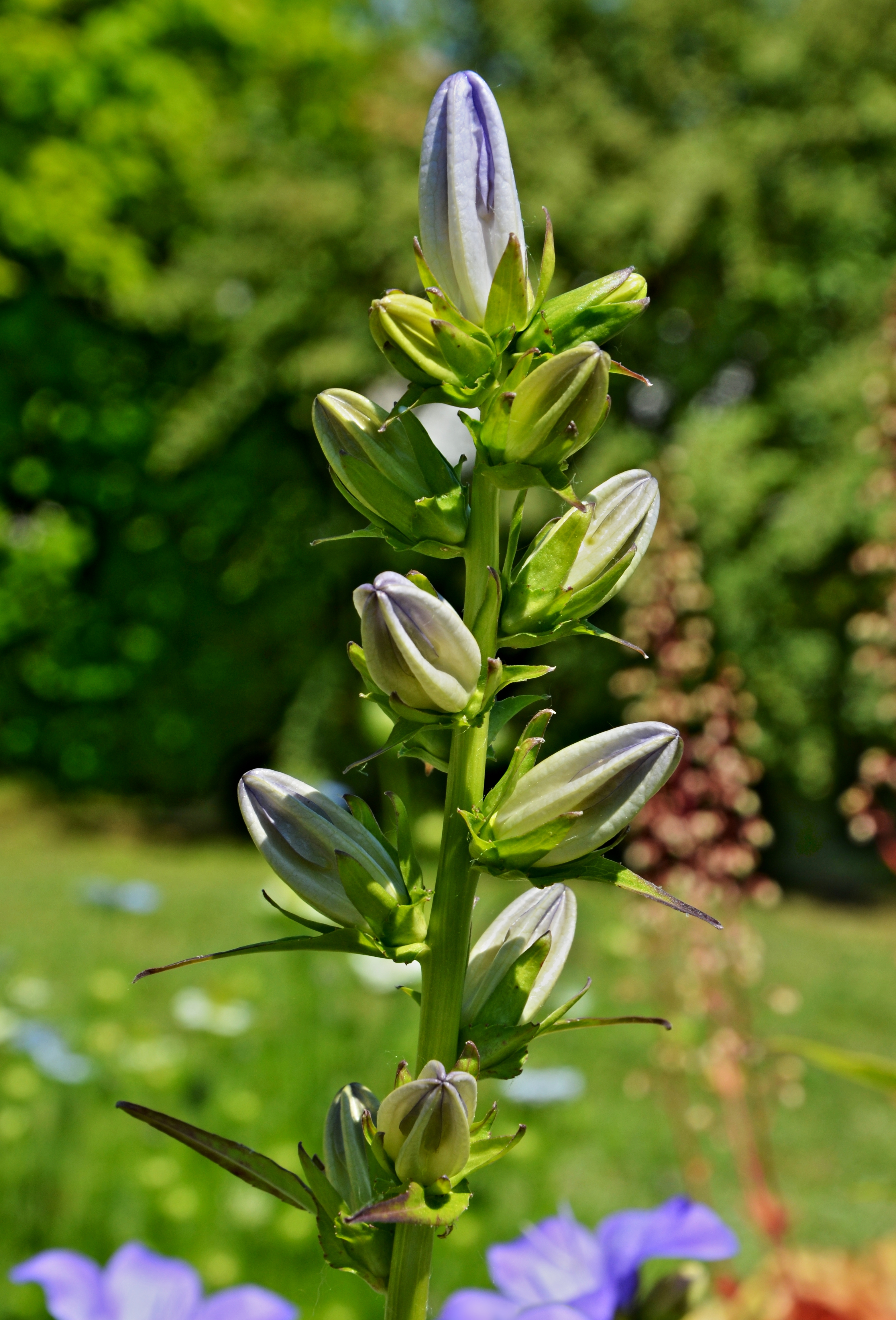 Campanule Bds FR 2013