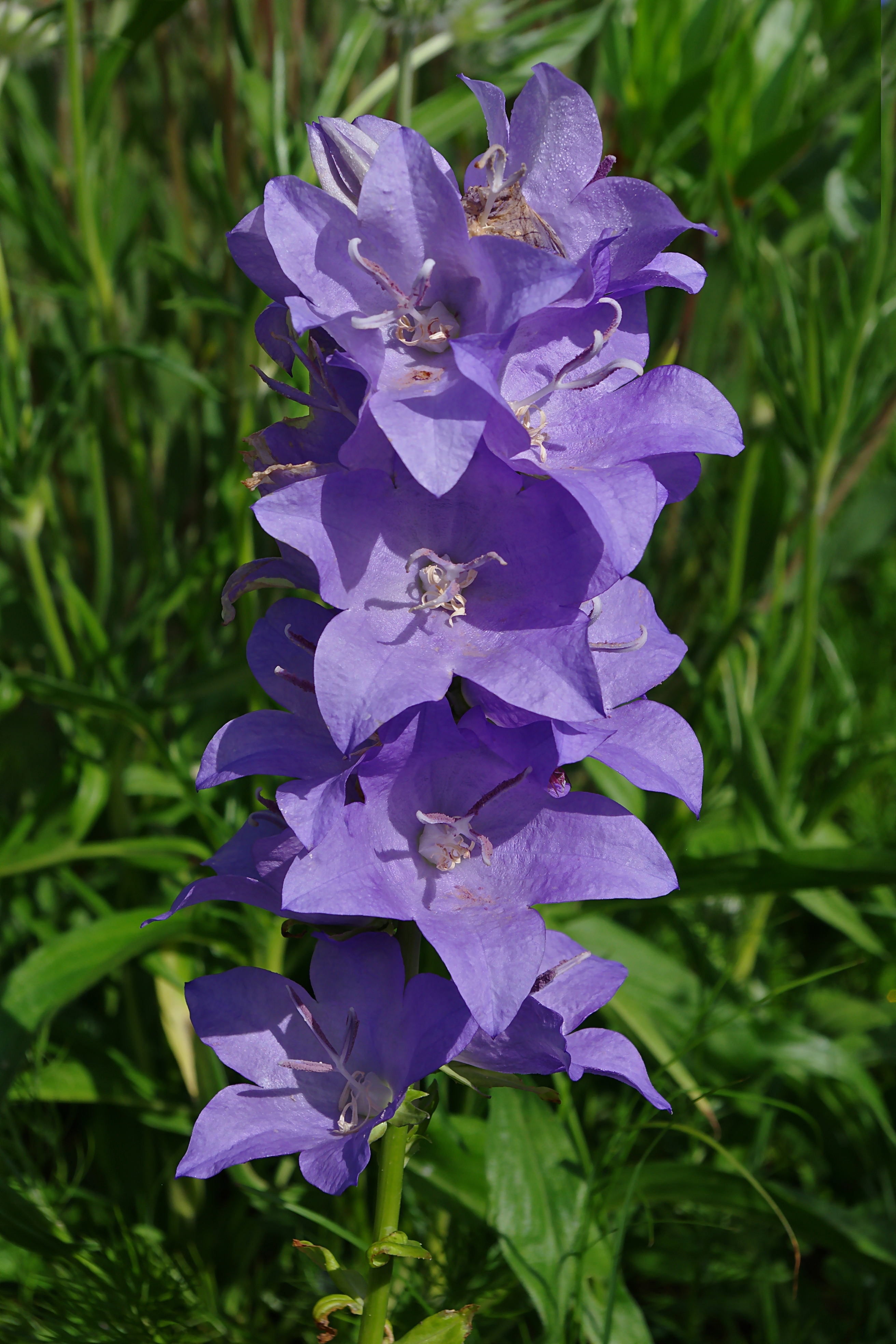 Campanule FR 2012