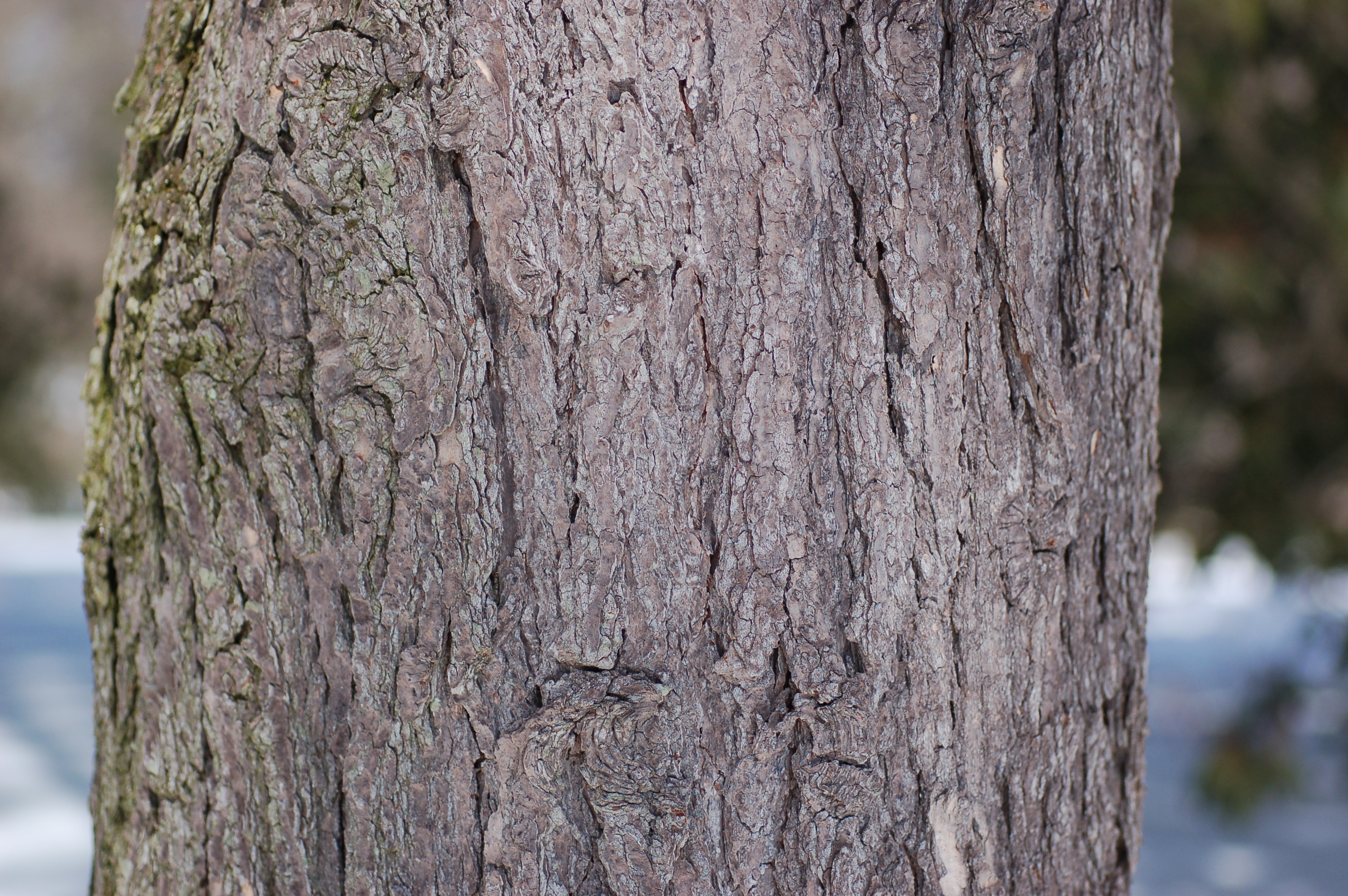 Canada Hemlock Tsuga canadensis Trunk 3008px