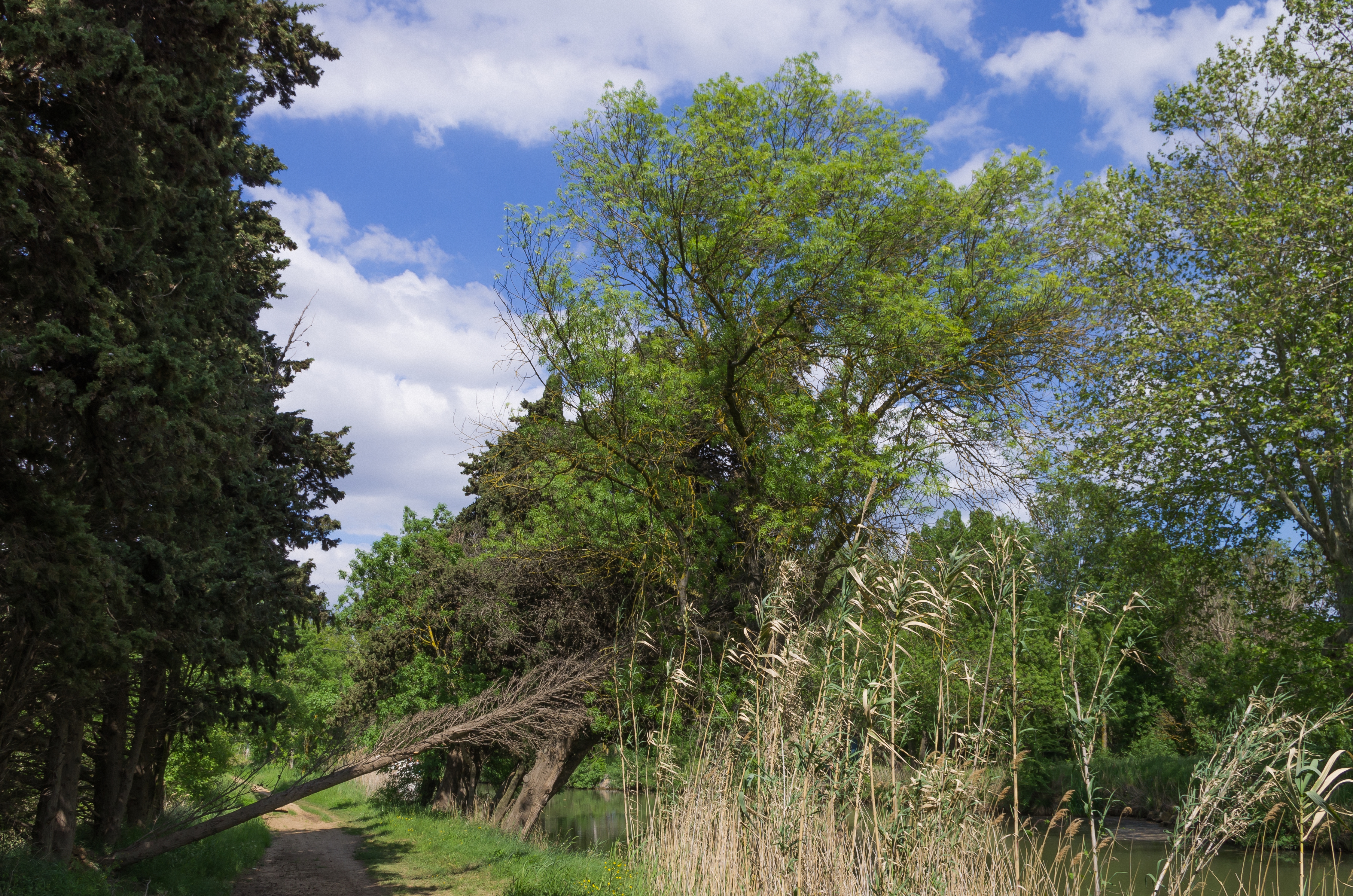 Canal du Midi, Vias, Hérault (05)
