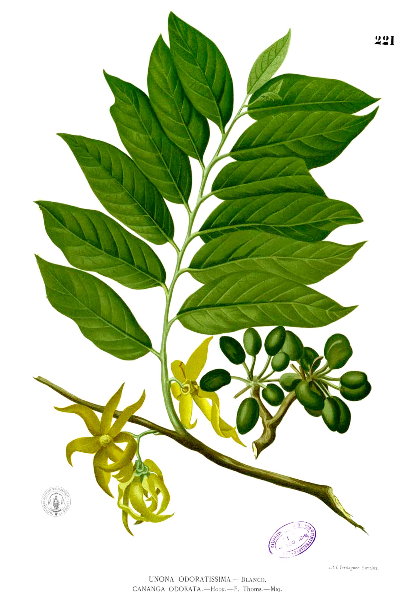 Cananga odorata Blanco1.221