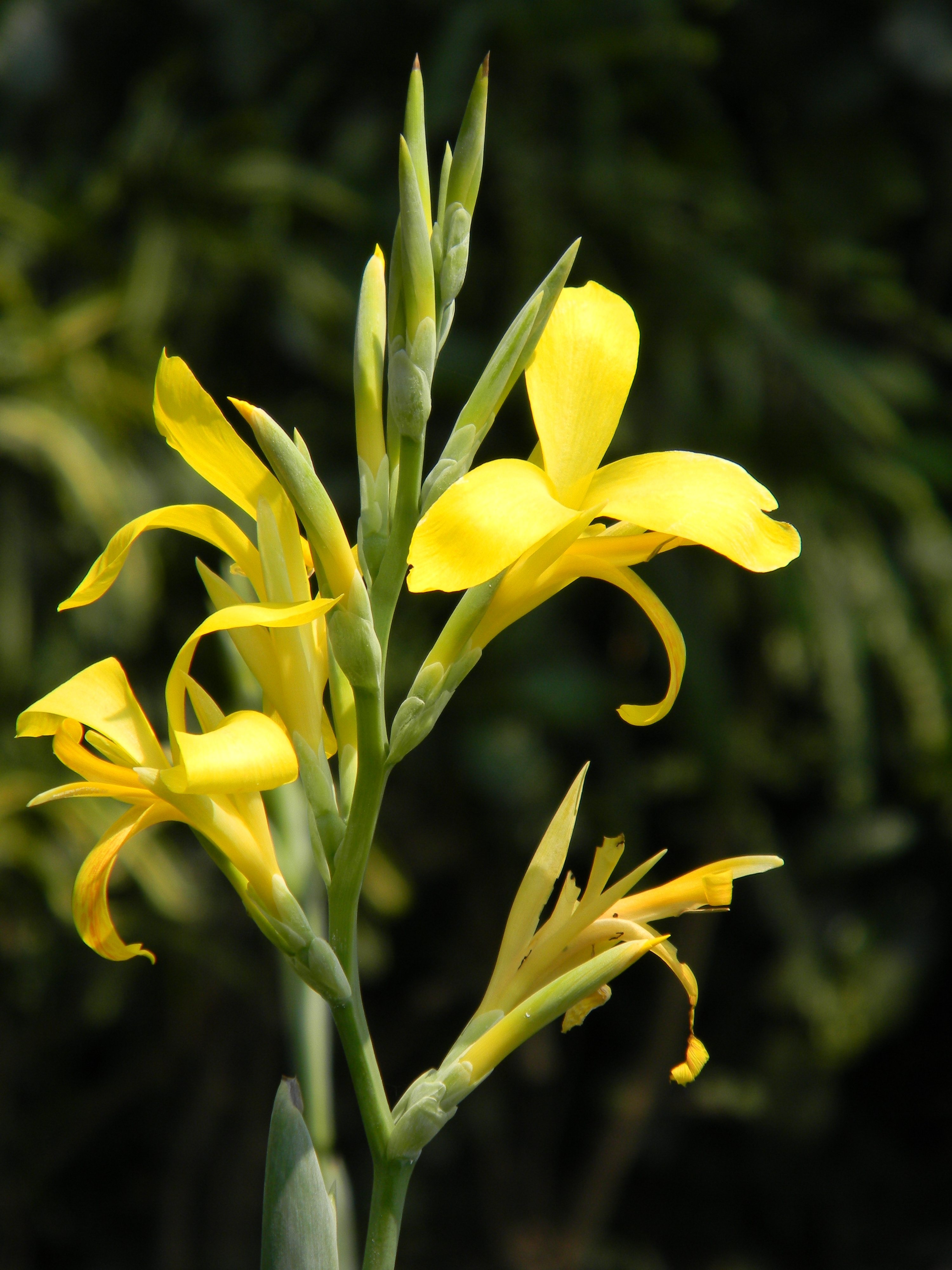 Canna - Howrah 2011-03-20 2107