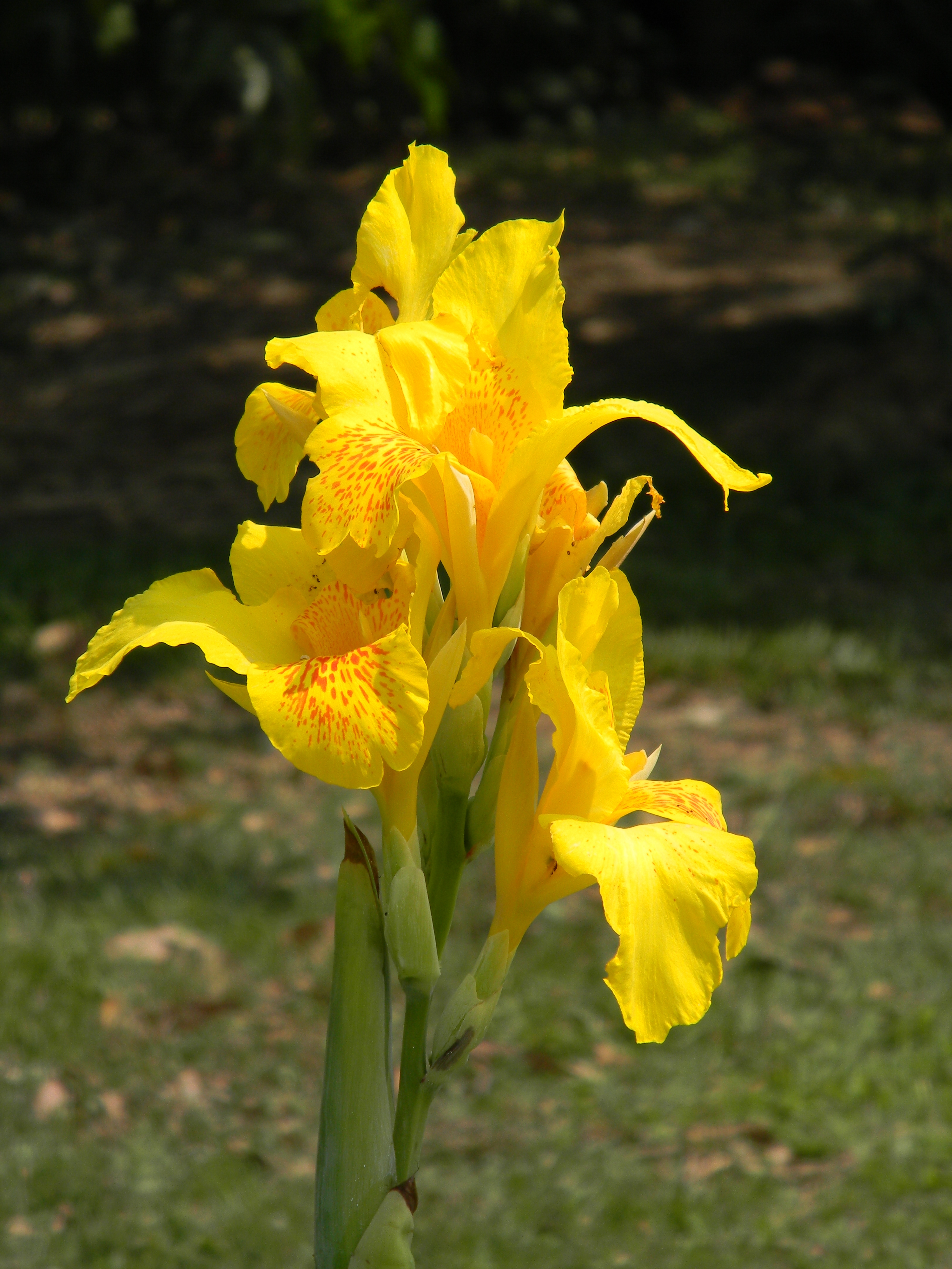 Canna - Howrah 2011-03-20 2111