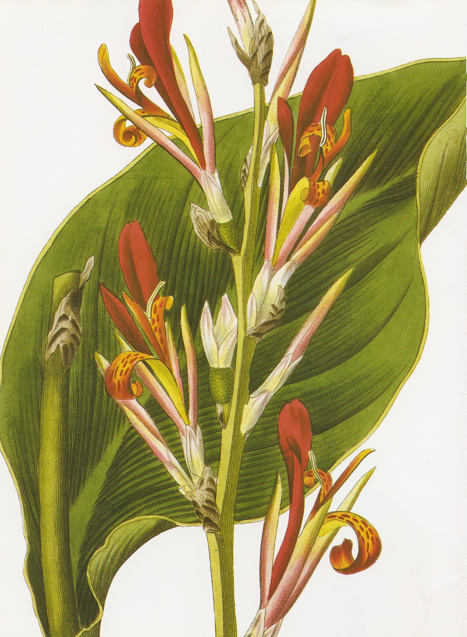 Canna coccinea RHS