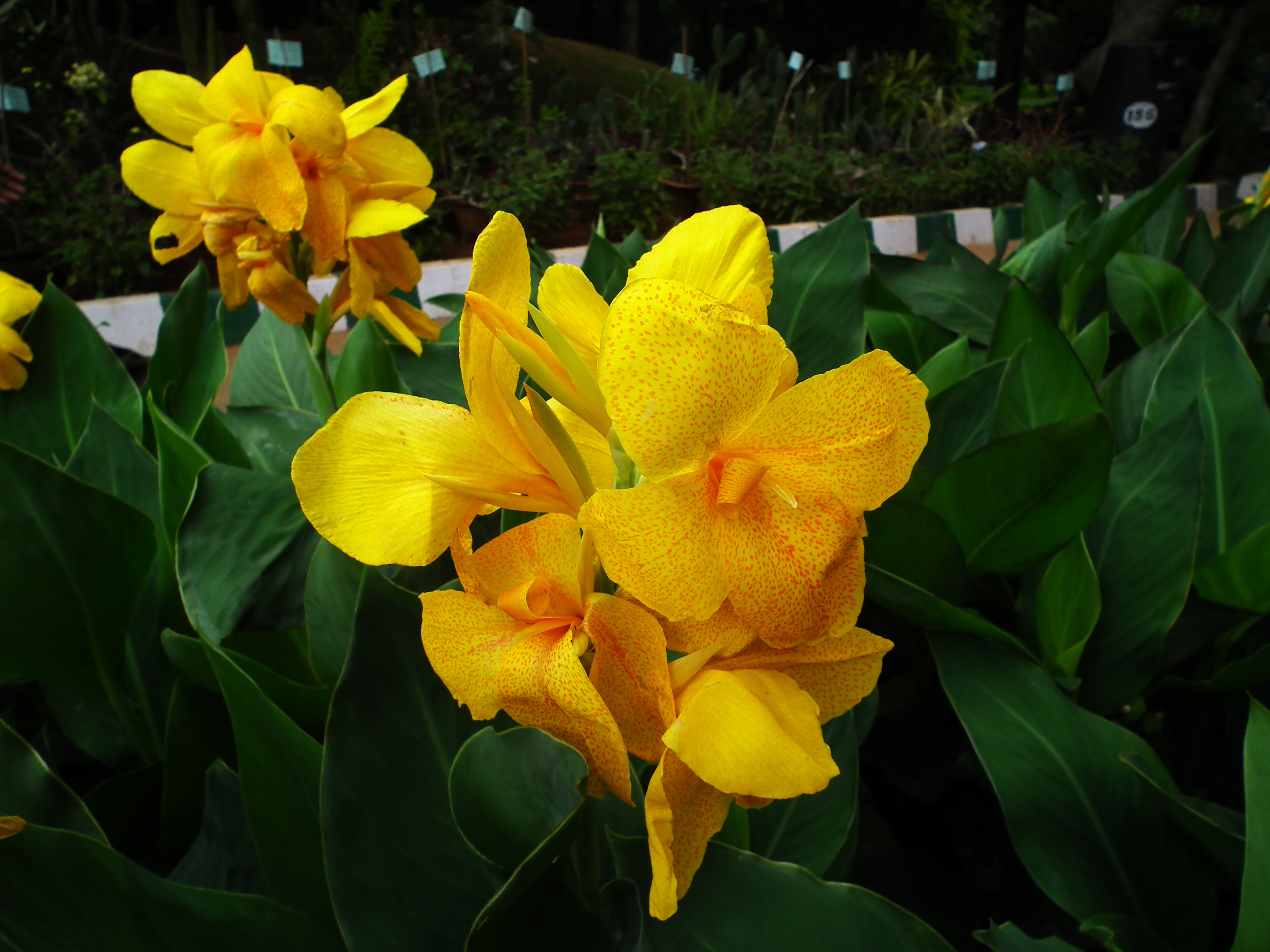 Canna from Lalbagh August 2012 4802