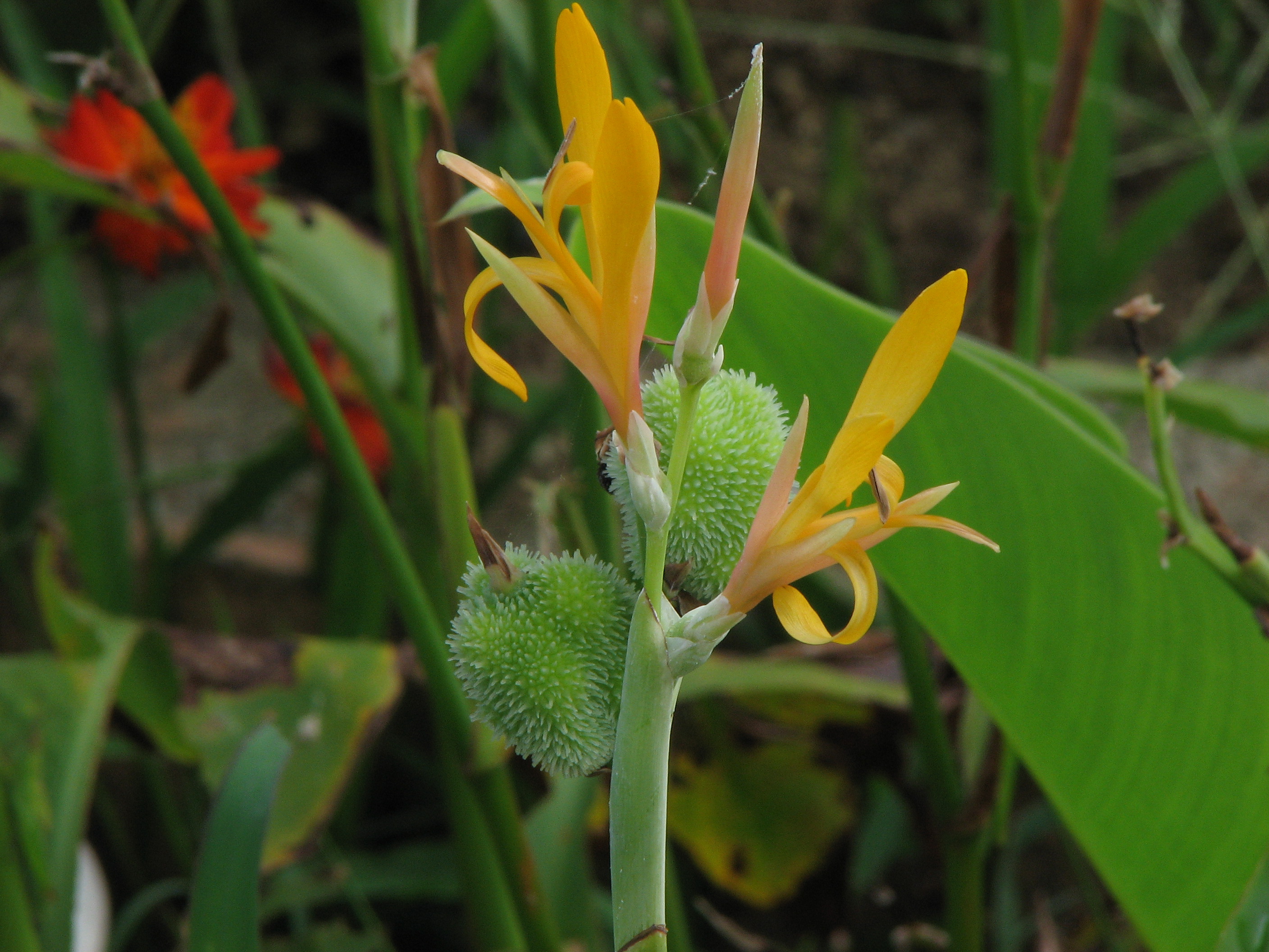 Canna indica L. var. flava 