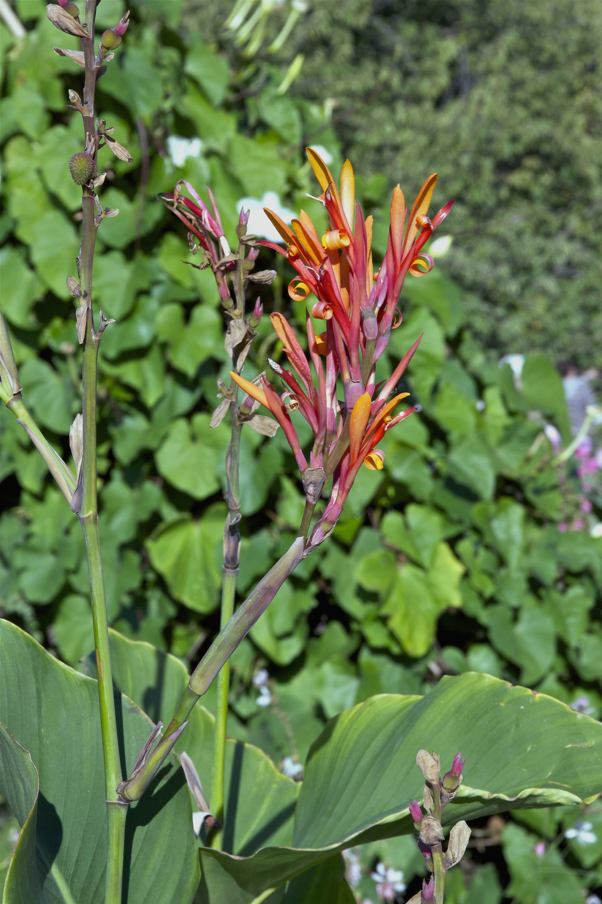 Canna marabout Jardin des Plantes