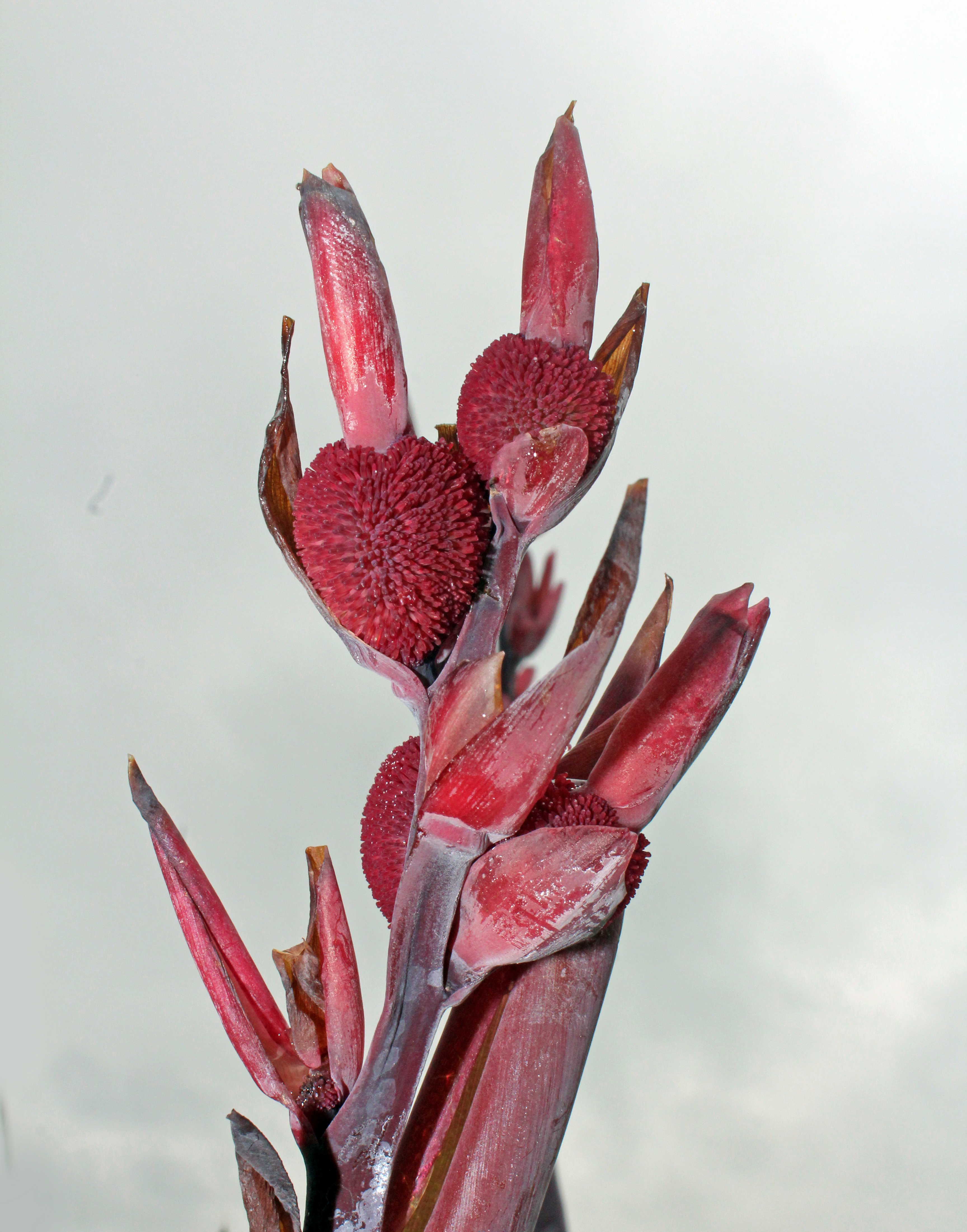 Canna plant's ripe fruits at Rajbiraj, Saptari, Nepal