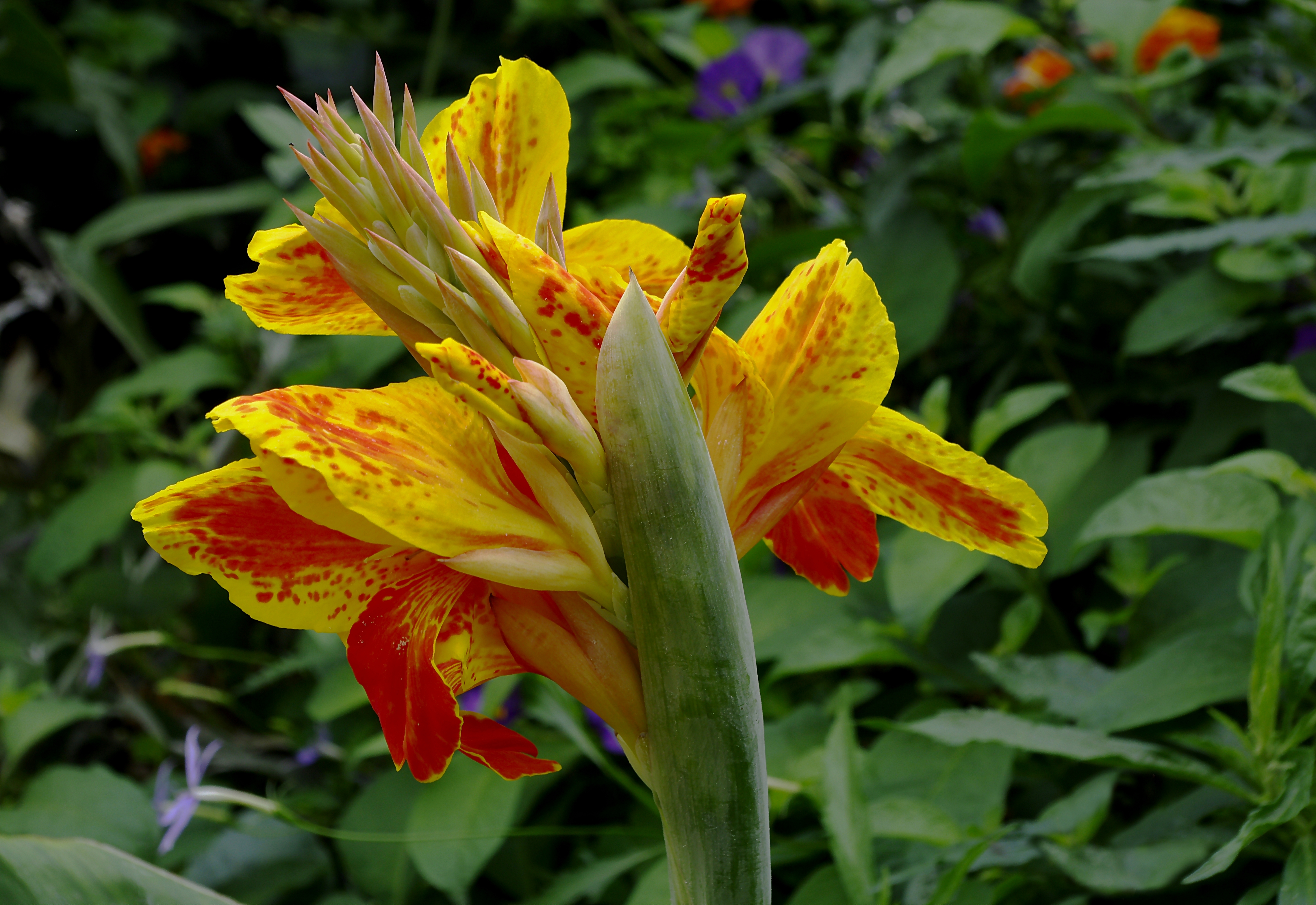 Canna Roma FR 2012