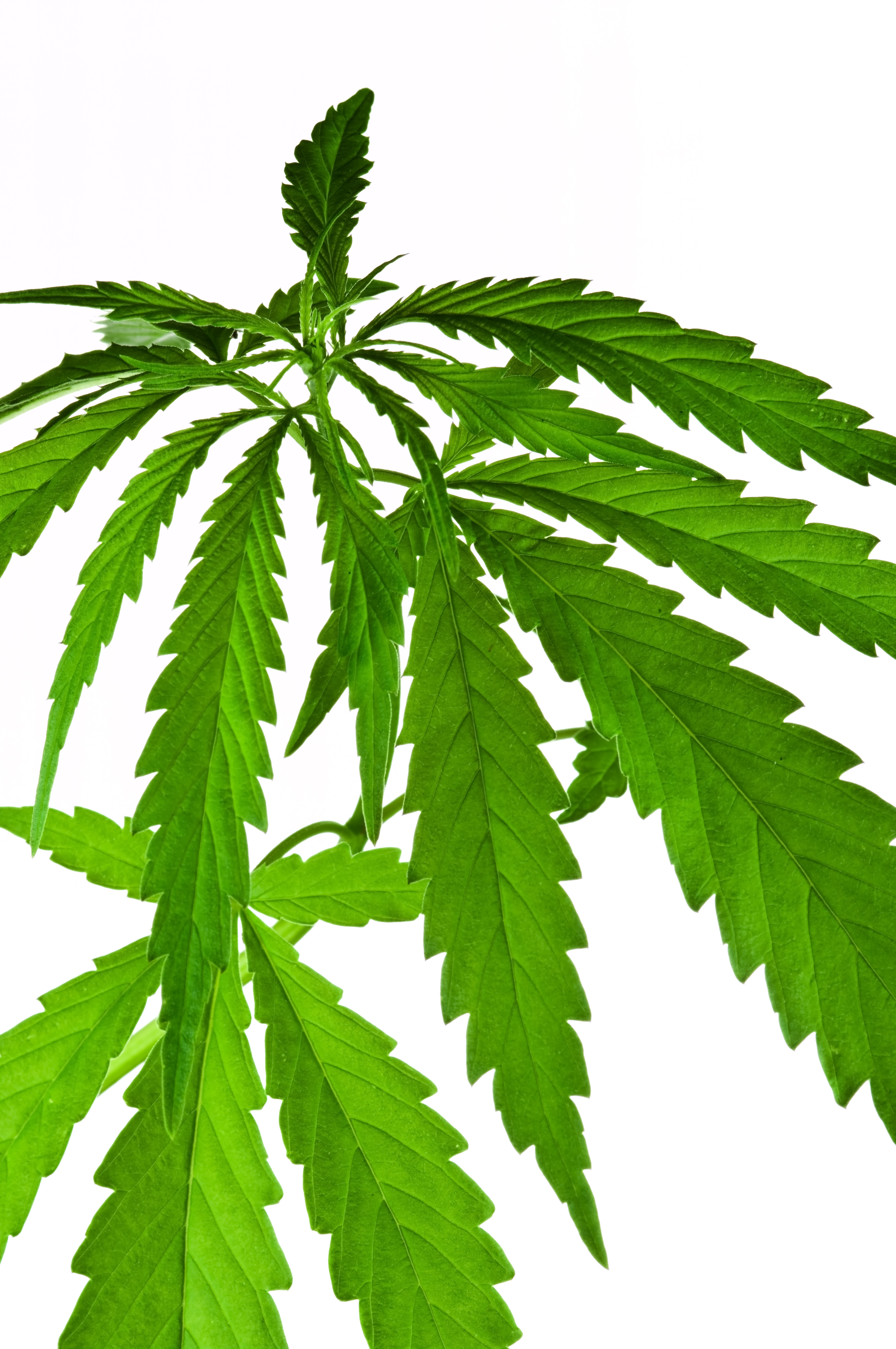 Cannabis indica plant IMGP3337