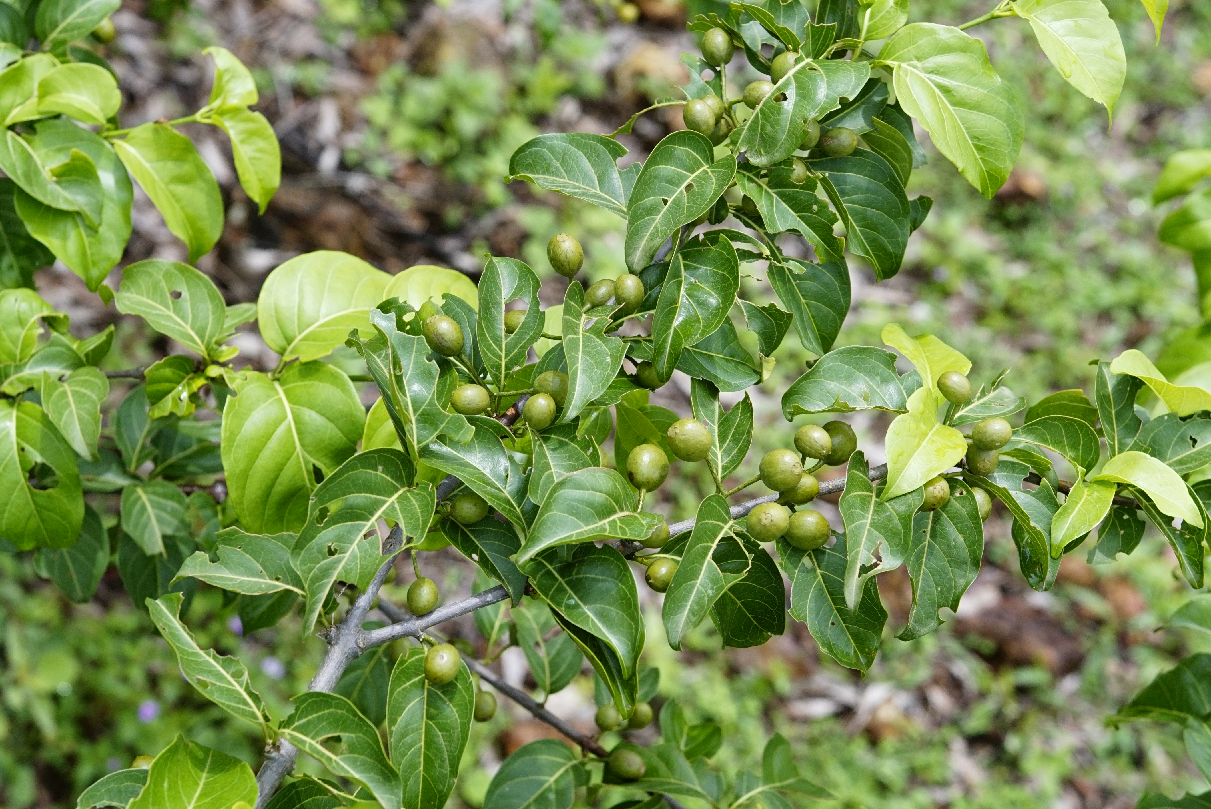 Canthium coromandelicum 1430
