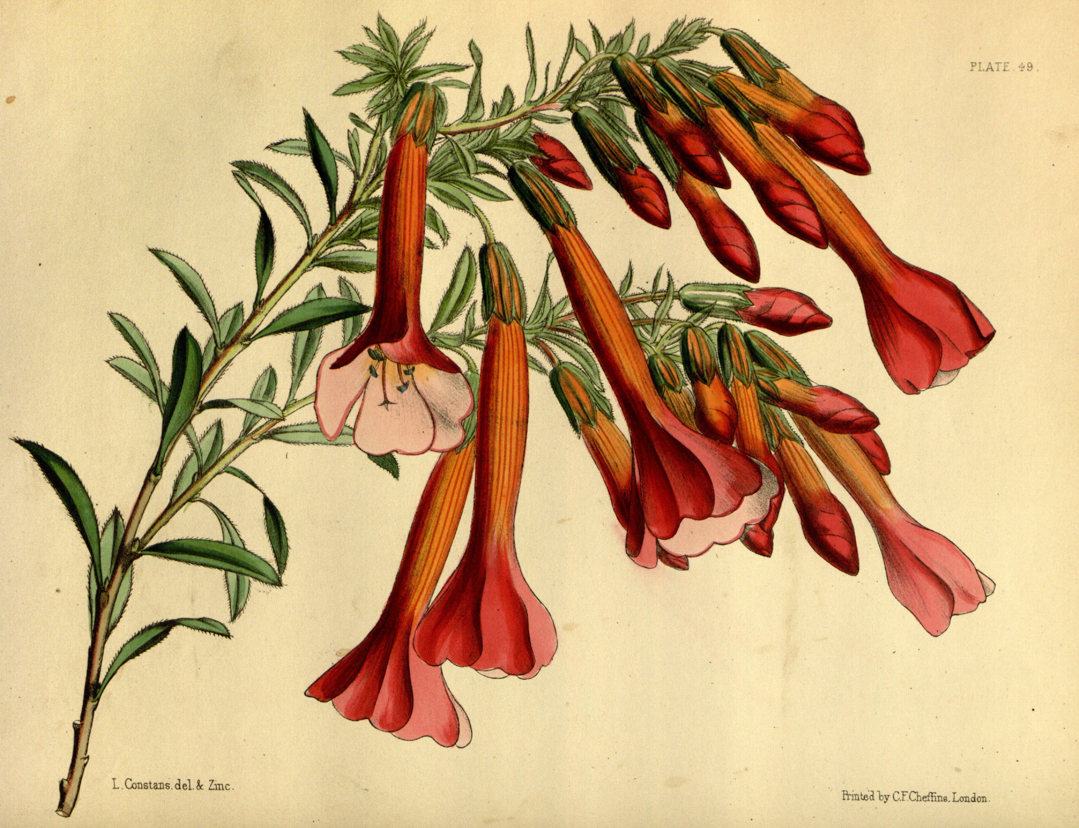 Cantua buxifolia Paxton 049