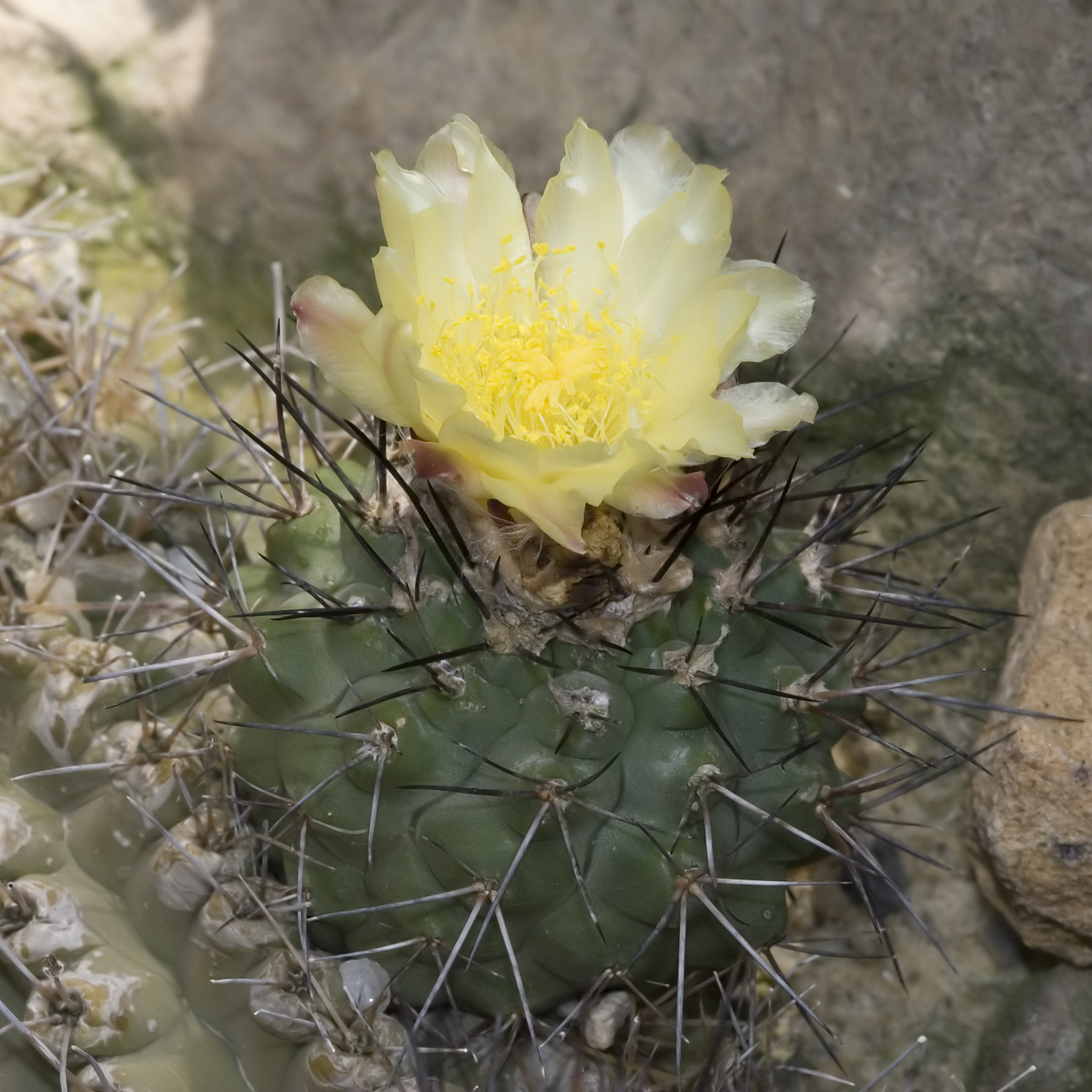 Capiapoa.montana.7687