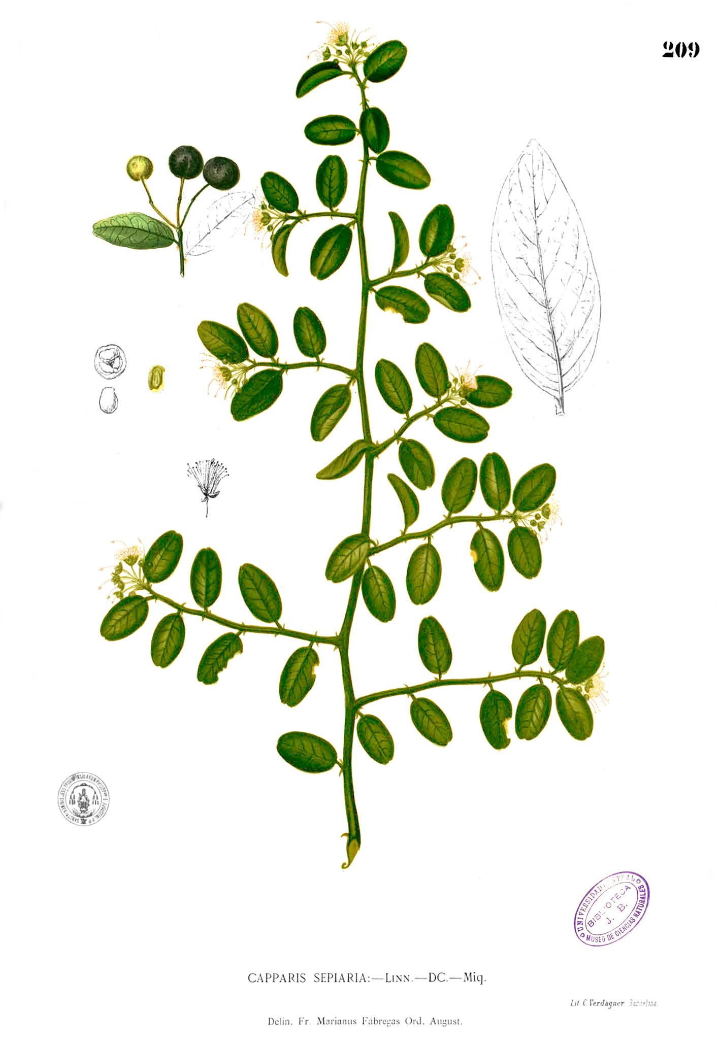 Capparis sepiaria Blanco1.209