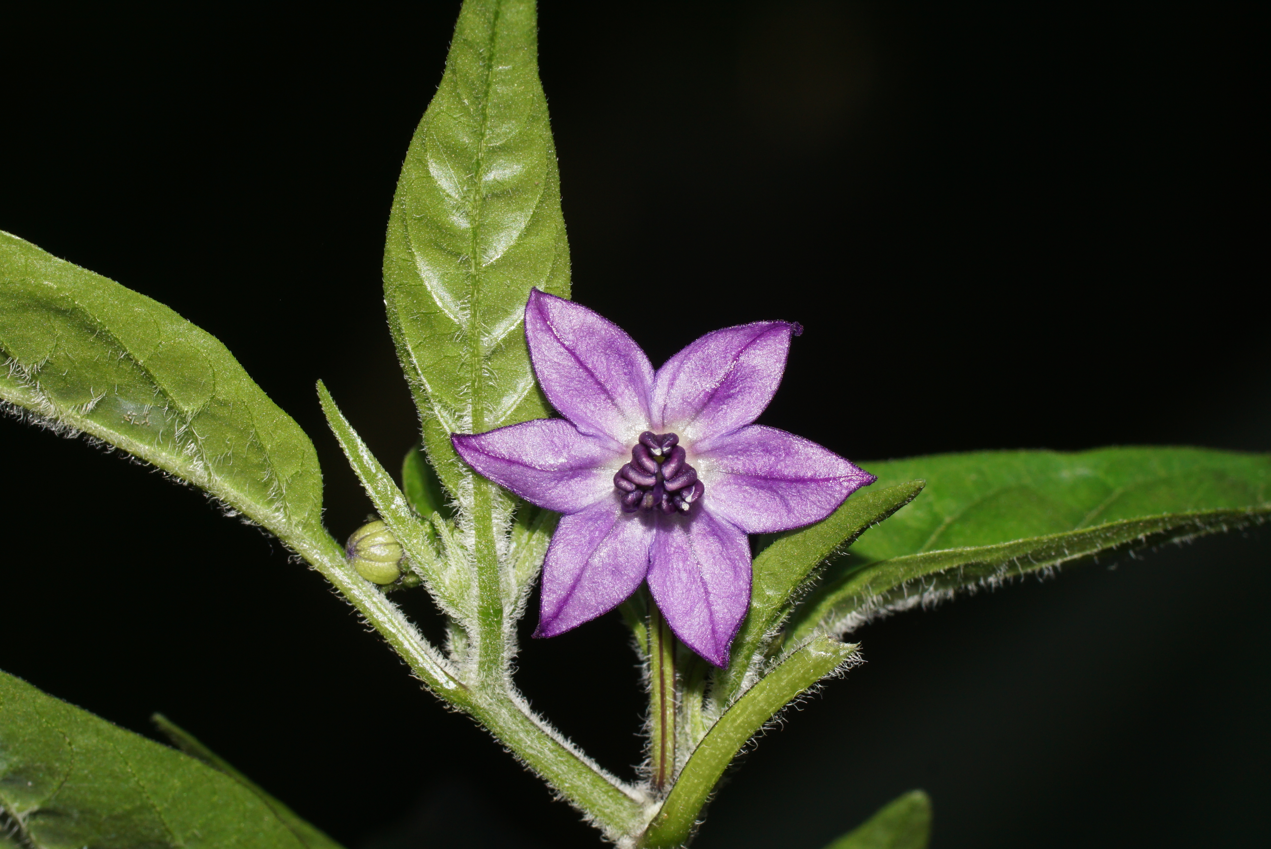 Capsicum annuum 'Black Pearl' 03039