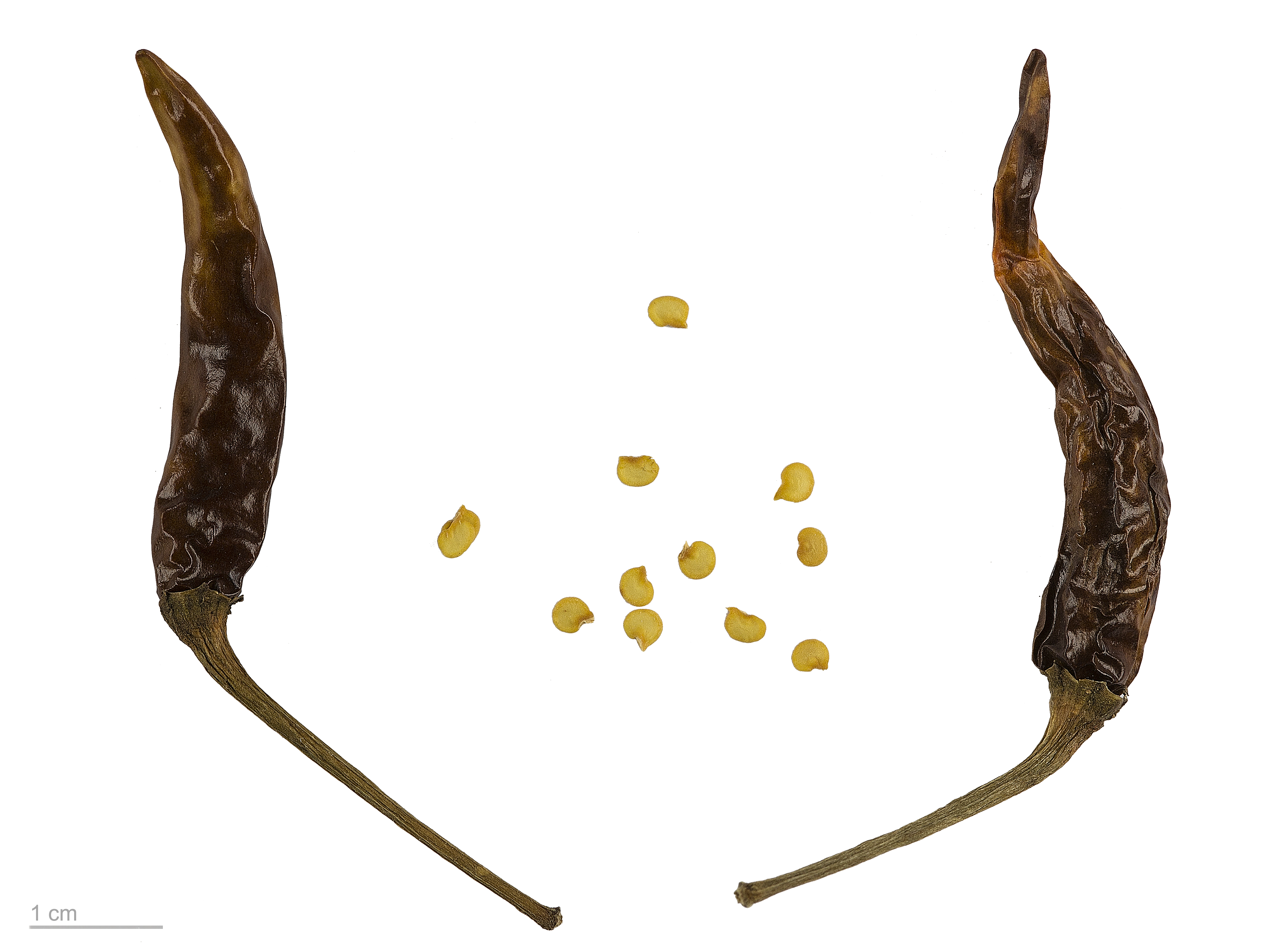 Capsicum annuum MHNT.BOT.2007.40.74