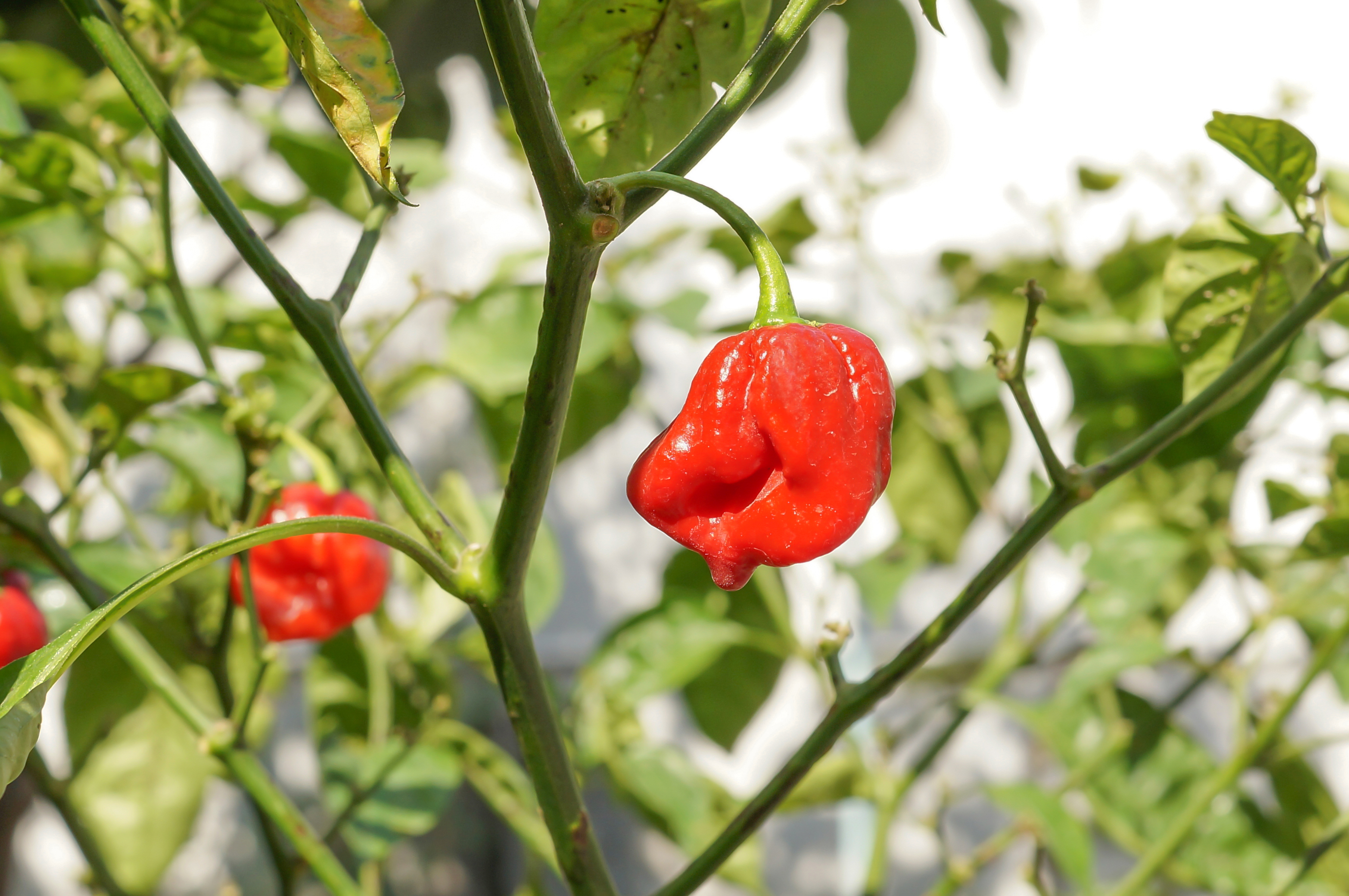 Capsicum annuum var 01