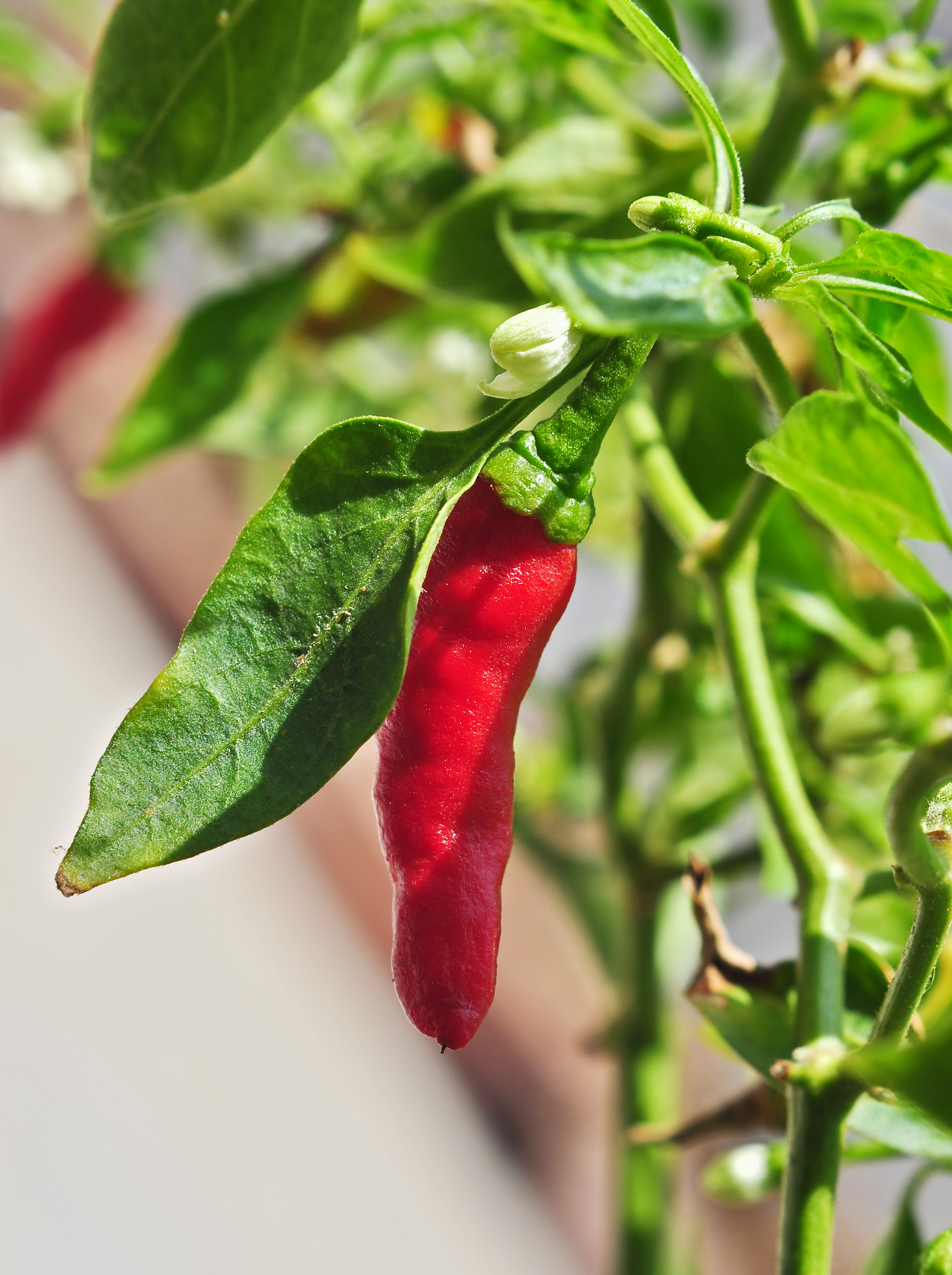 Capsicum frutescens 03 05 2013