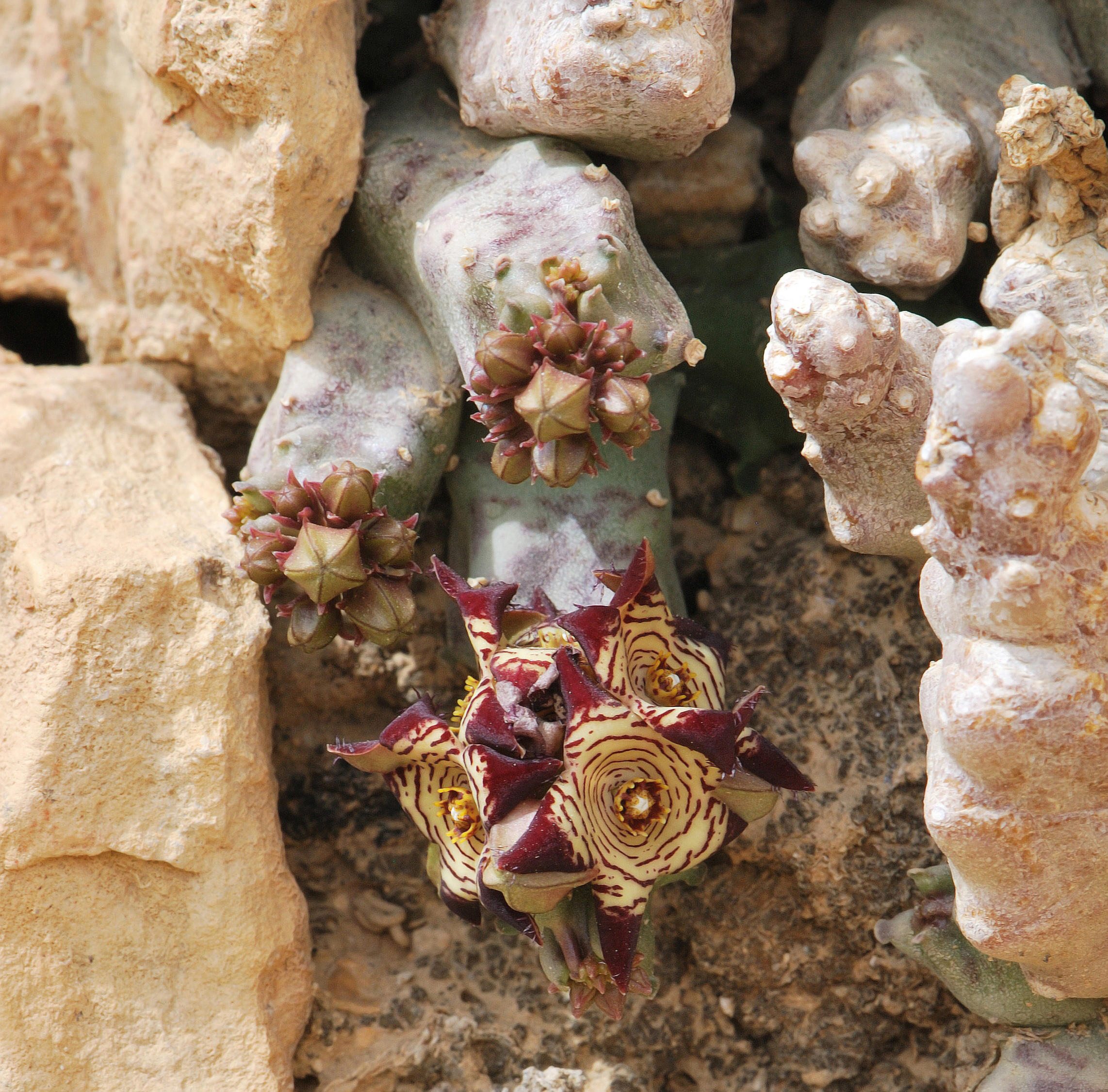 Caralluma europaea 1
