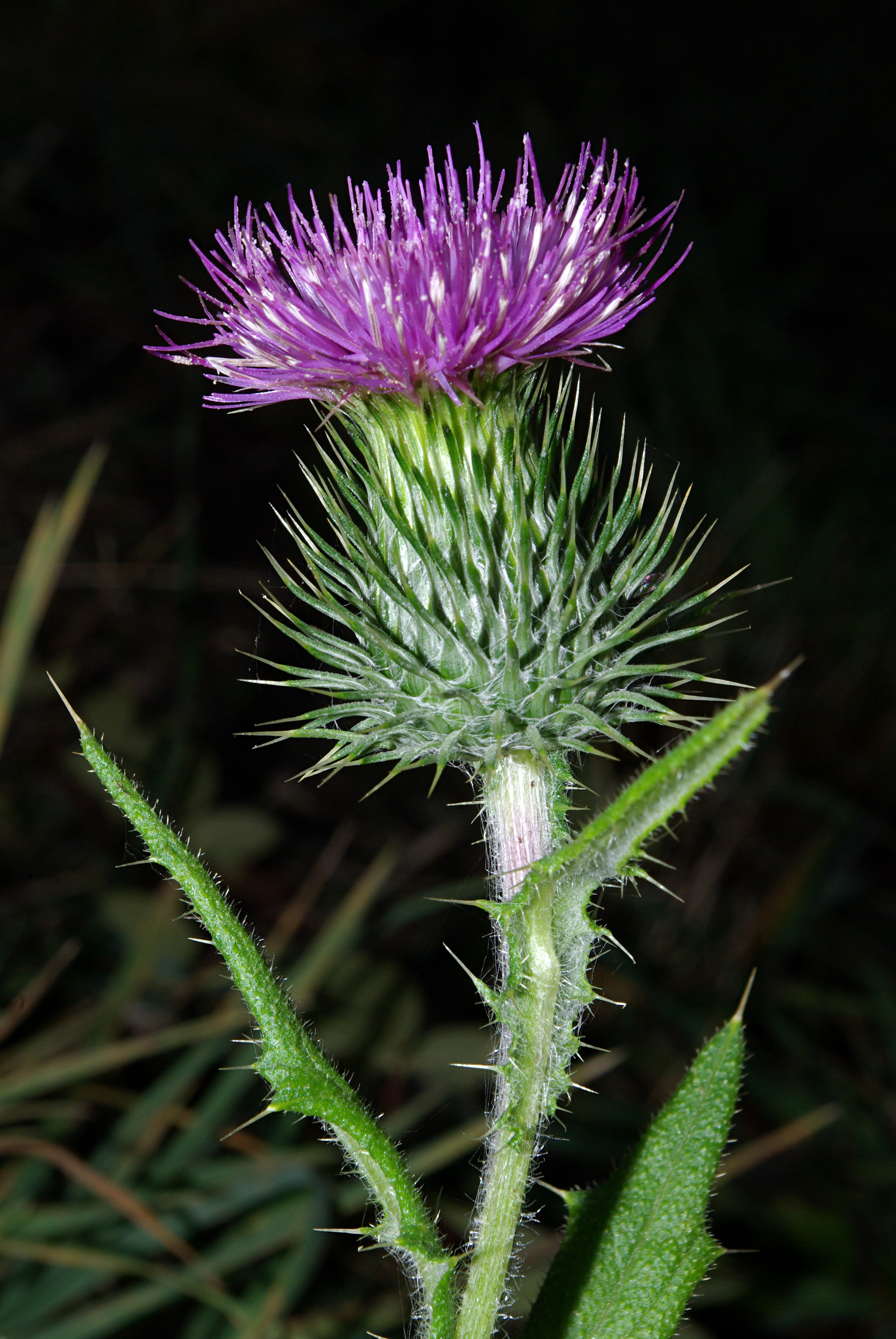 Carduus acanthoides 02 by-dpc