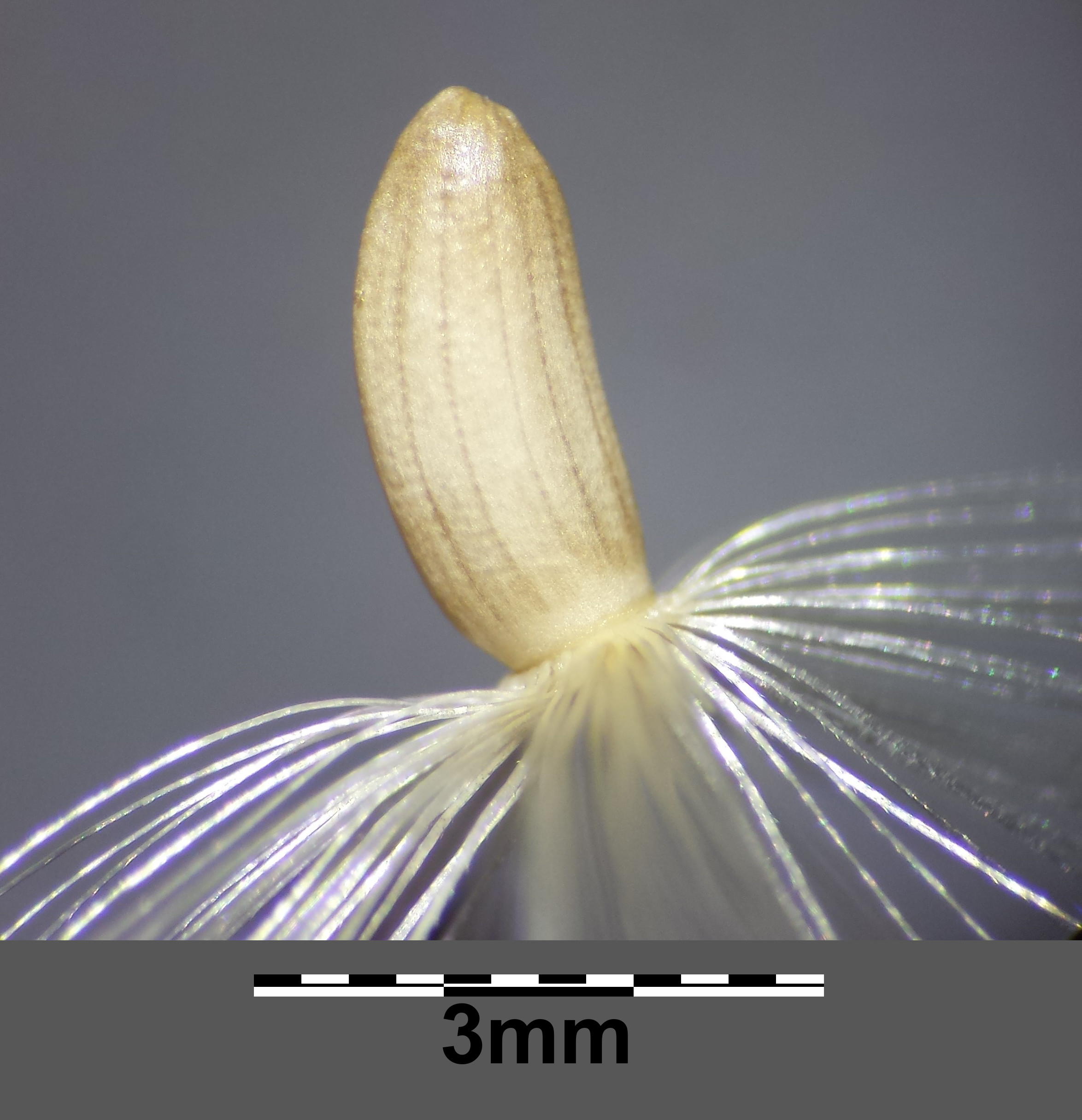 Carduus acanthoides sl13